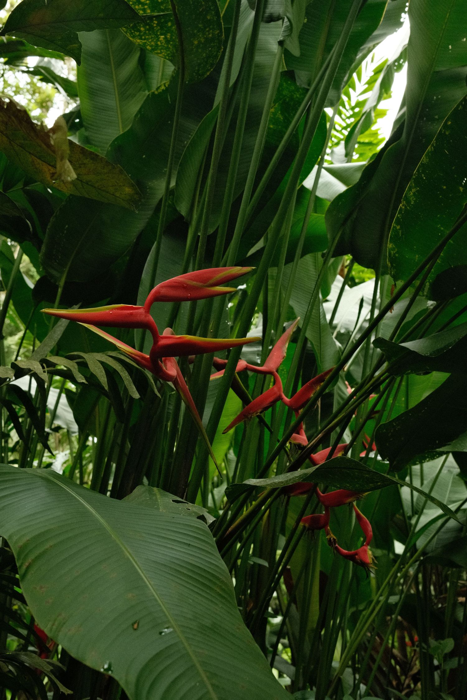 A lush, tropical garden with vibrant red flowers and large green leaves, creating a serene and natural environment.