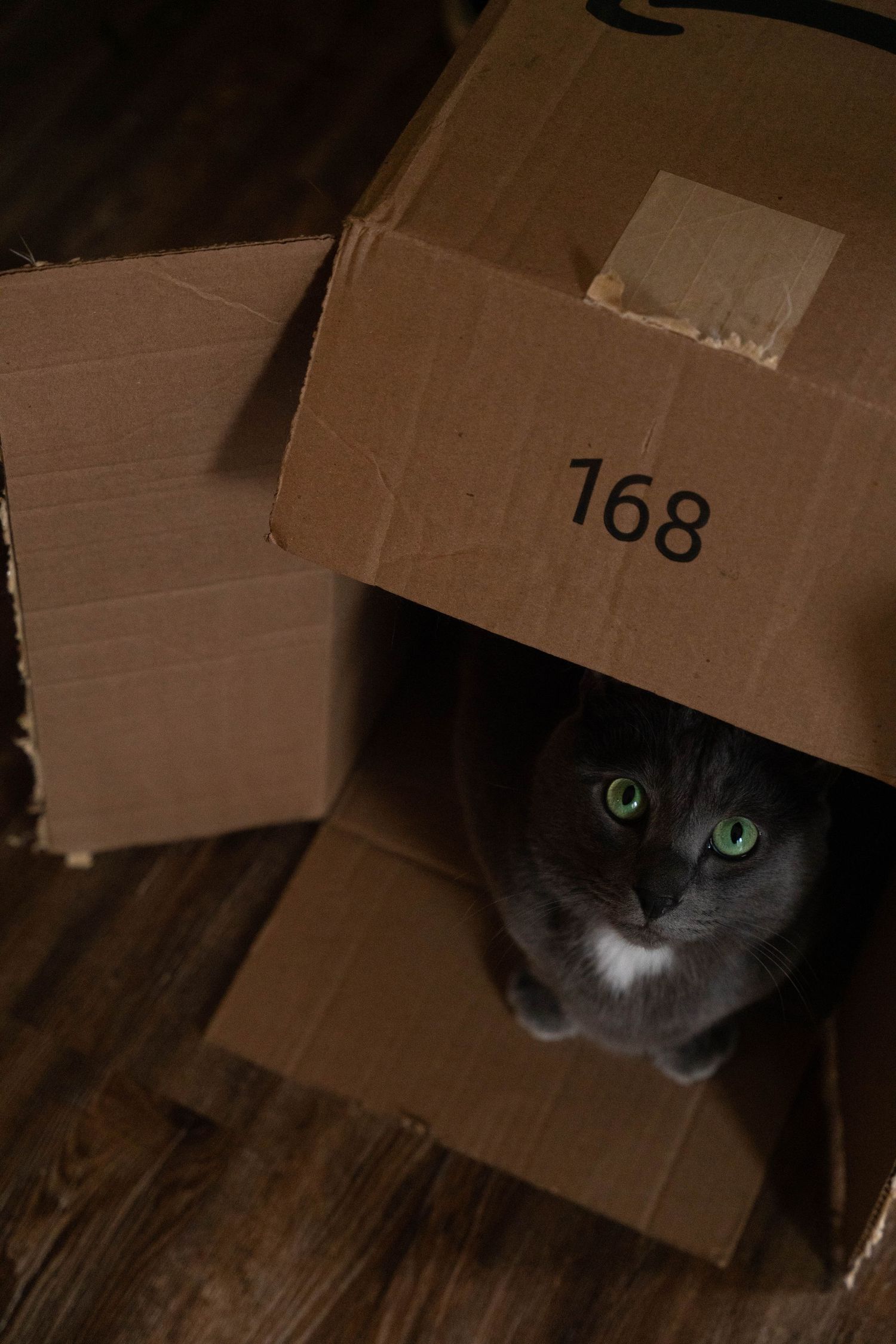 A gray cat with green eyes peeks out from inside a cardboard box labeled 168 on a wooden floor.