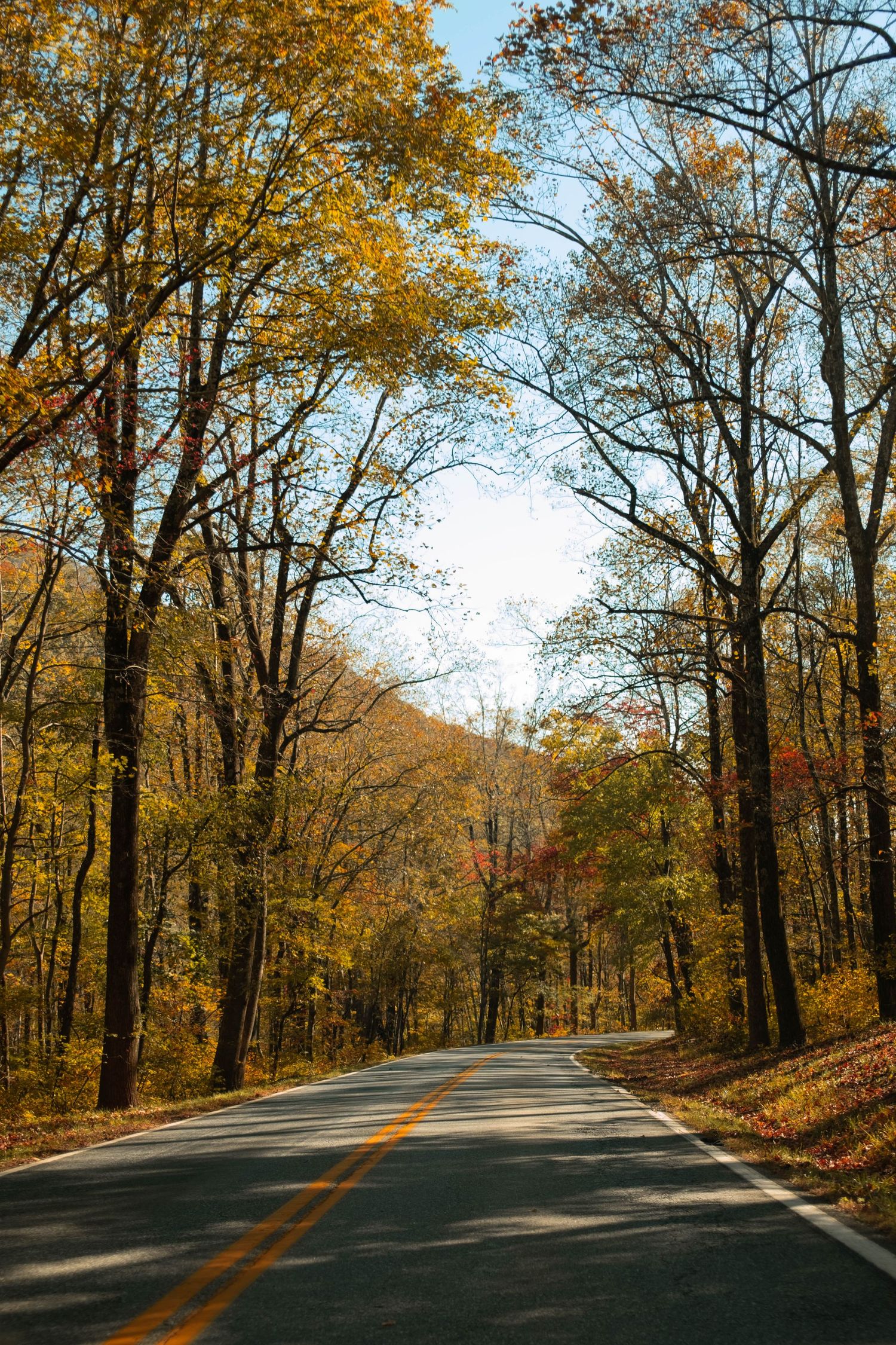 A scenic autumn road winding through a vibrant forest with colorful trees lining the path.