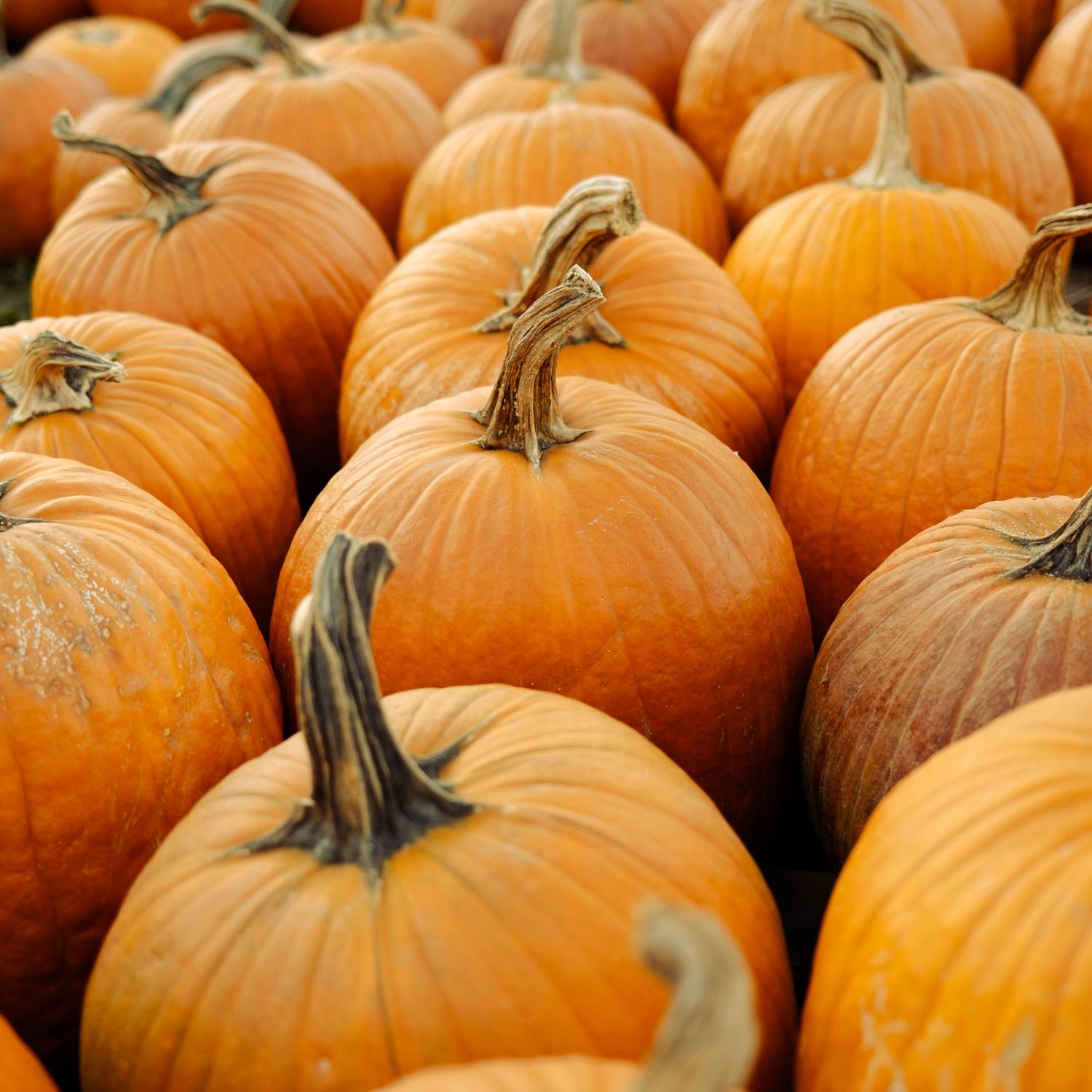 A large collection of vibrant orange pumpkins arranged in a display.