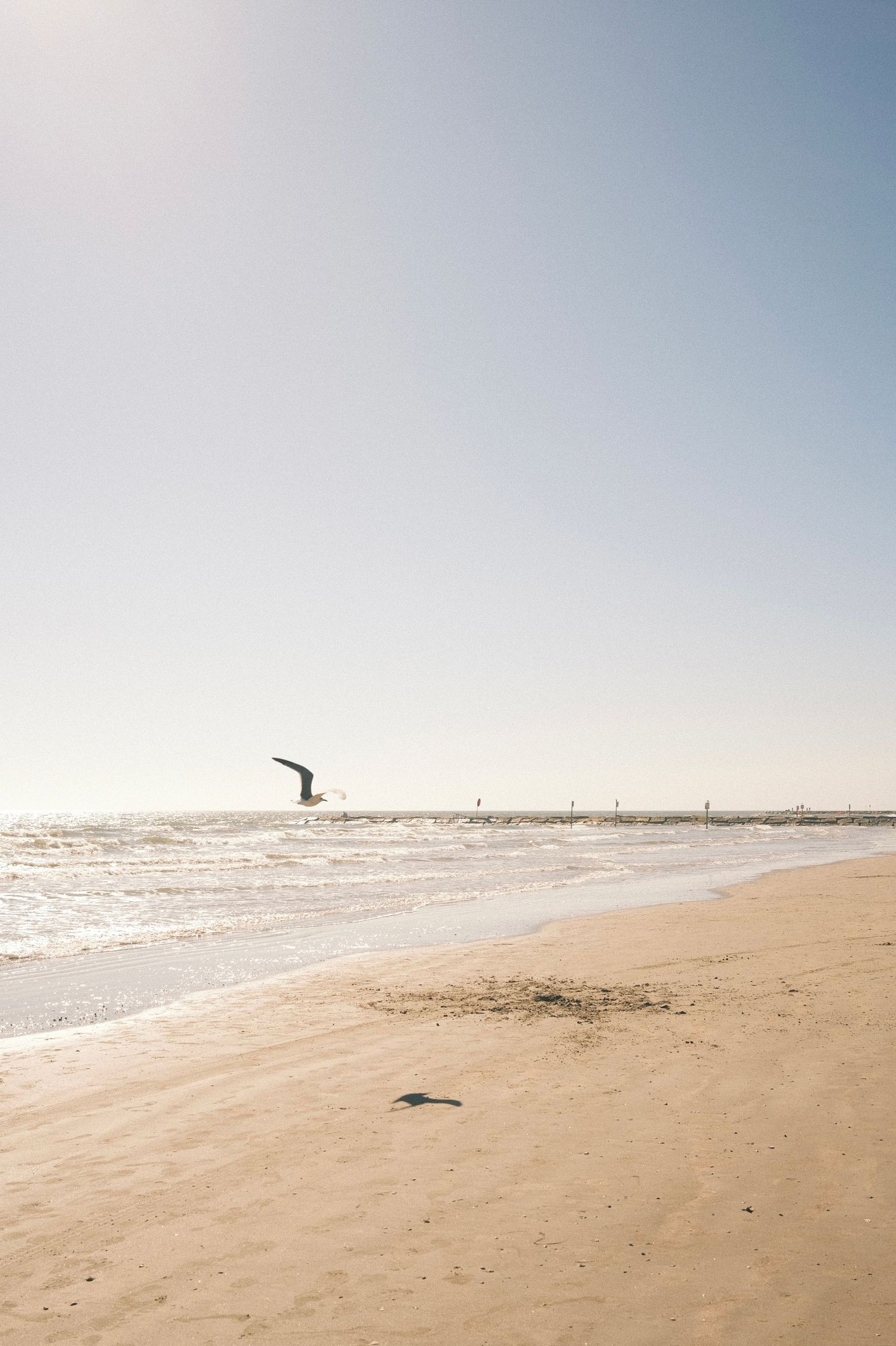 A tranquil beach scene with a lone seagull soaring over the calm, rippling waters and sandy shoreline.