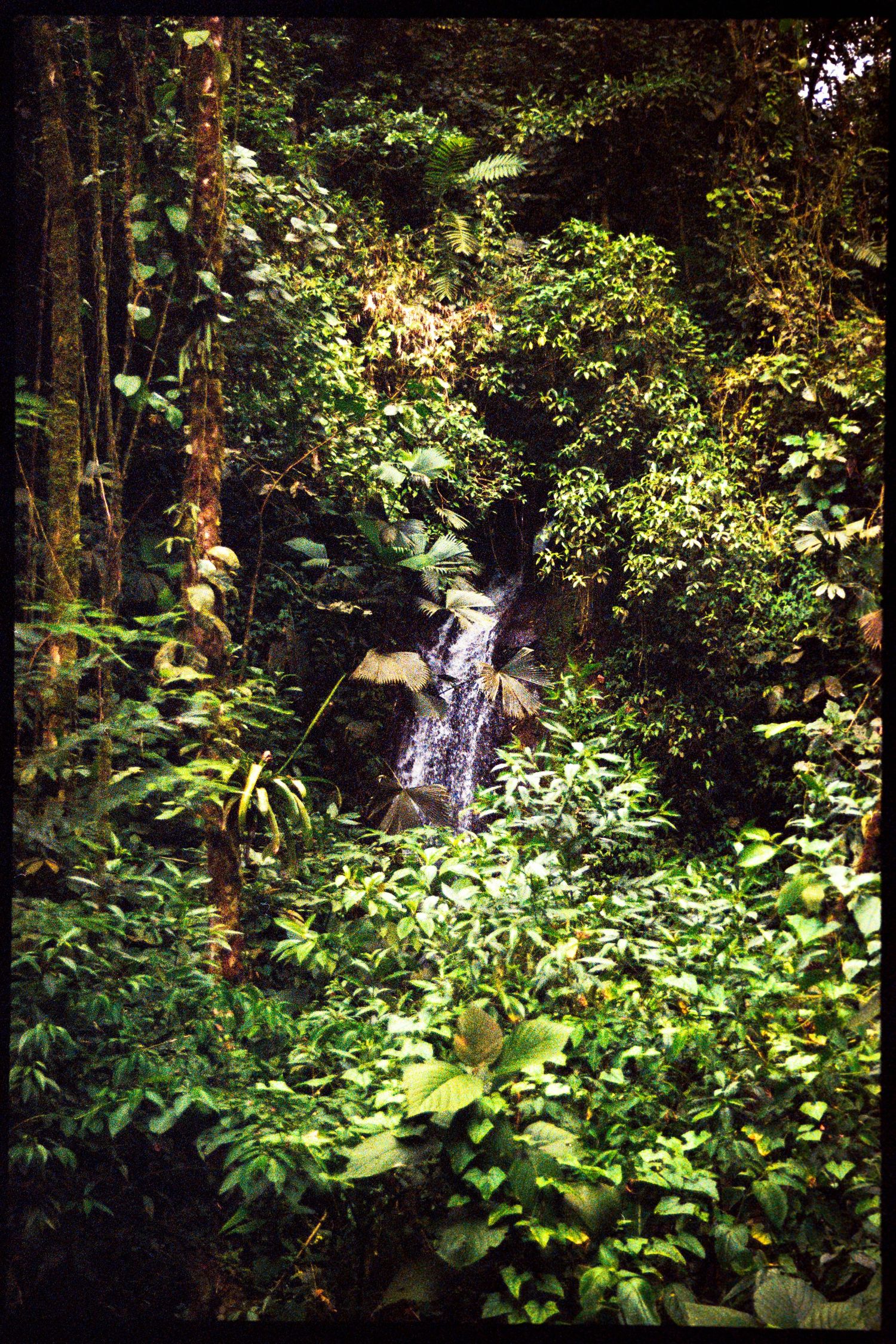 A lush, verdant forest scene with a small waterfall cascading through the dense foliage.