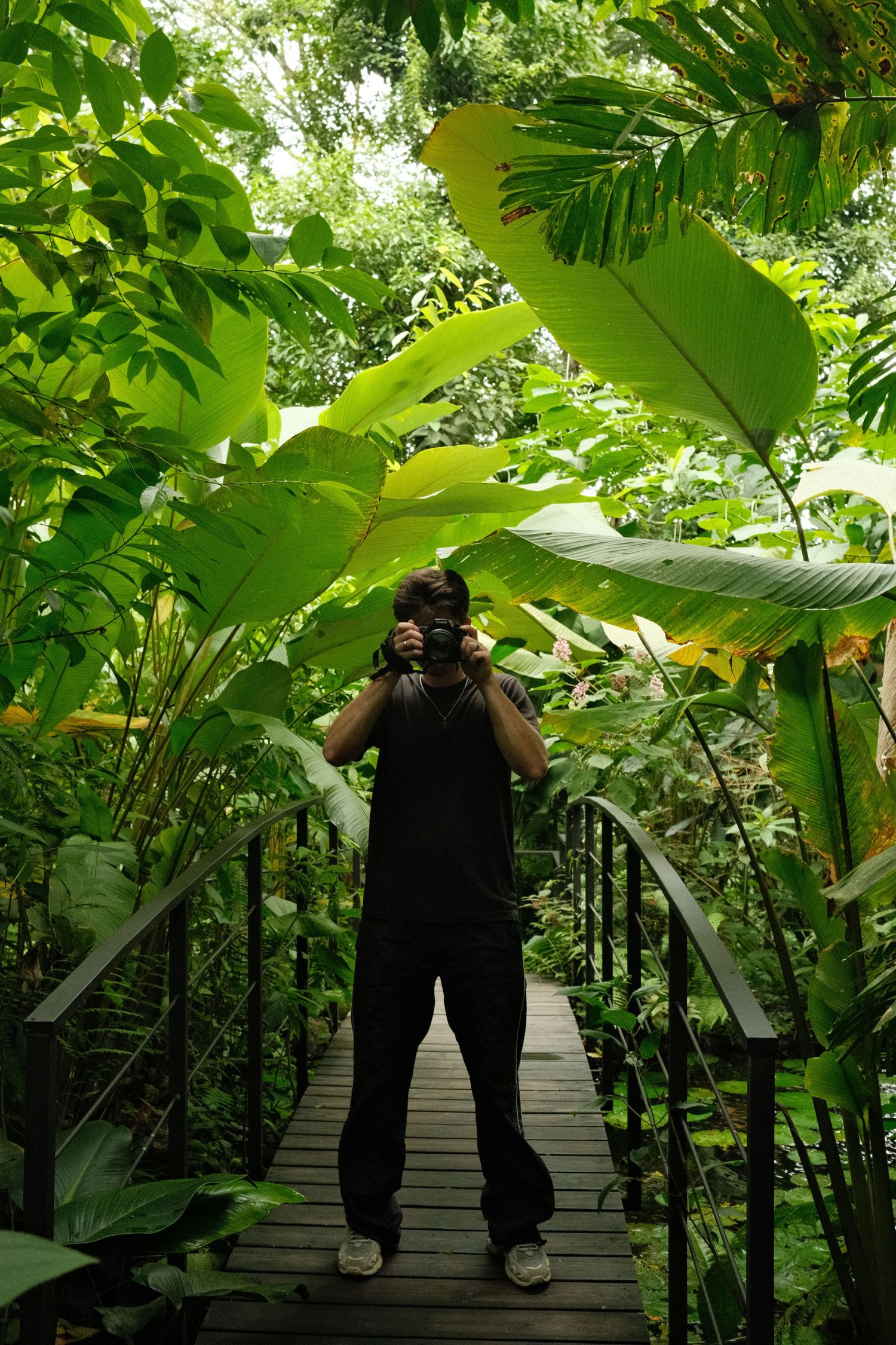 A person walking on a wooden path through a lush, green tropical forest with large leaves and vegetation.
