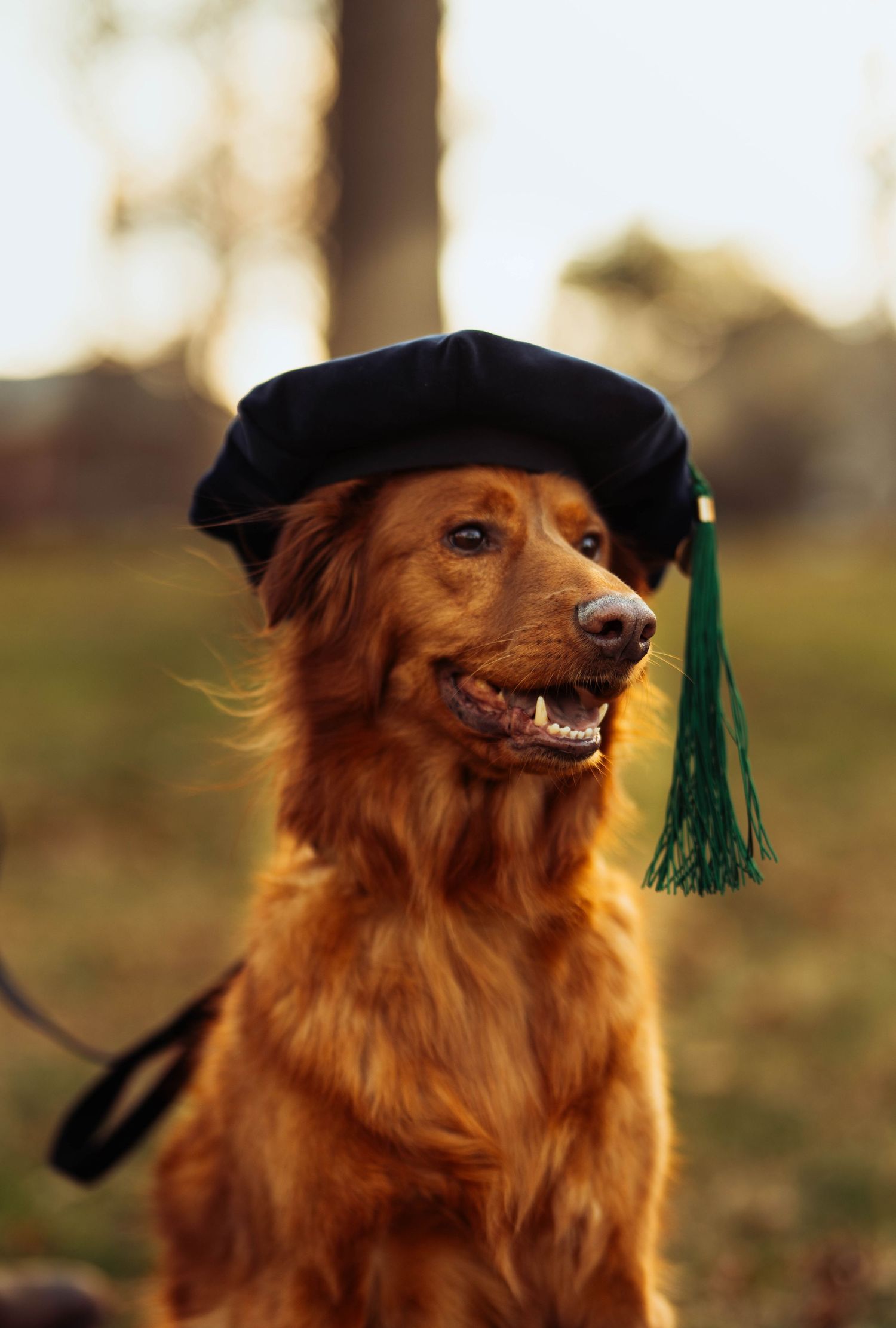 Golden retriever wearing a graduation cap smiles playfully in a series of outdoor portrait shots.