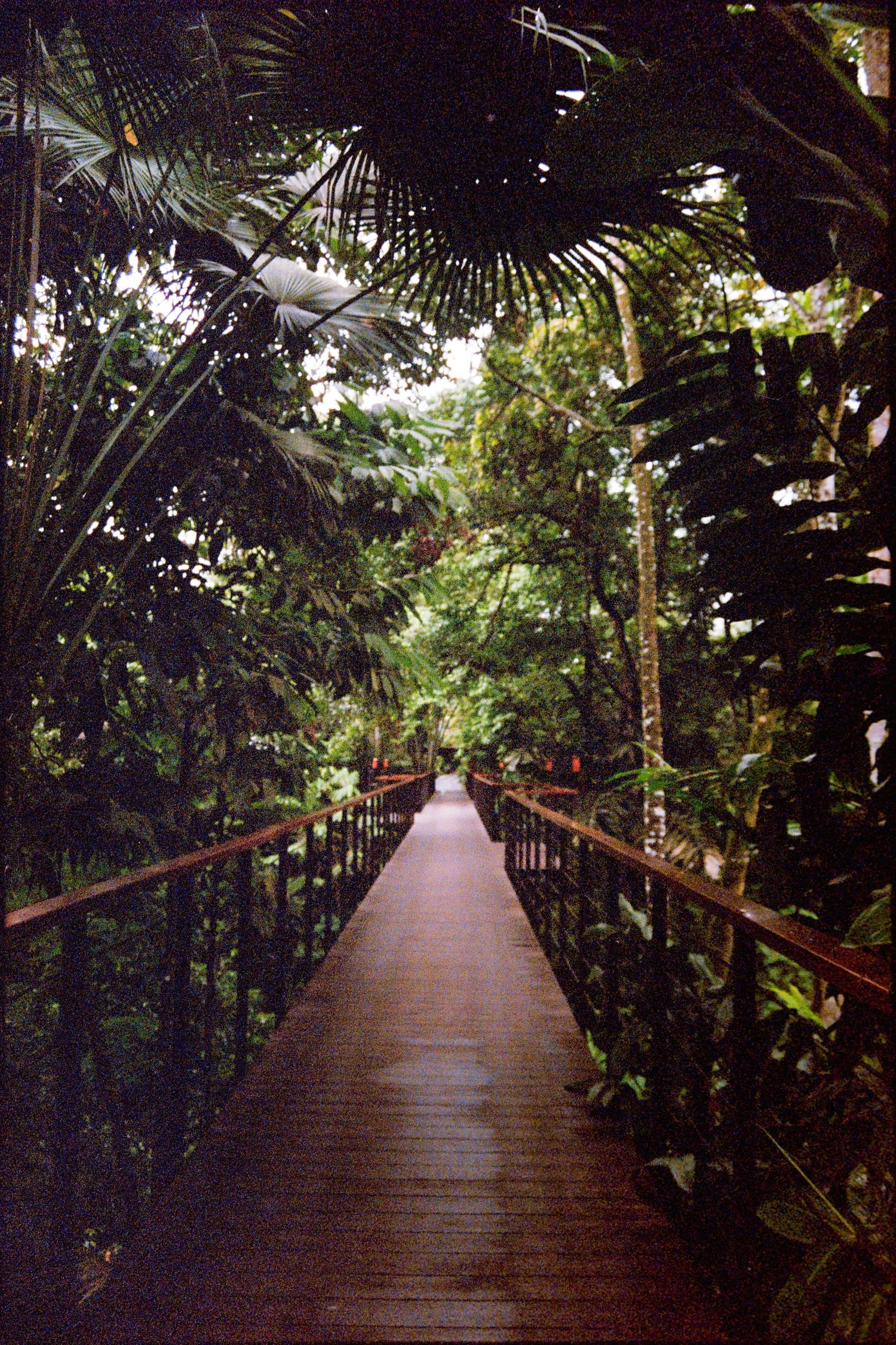 A wooden walkway leading through a dense, verdant rainforest with large palm leaves overhead.