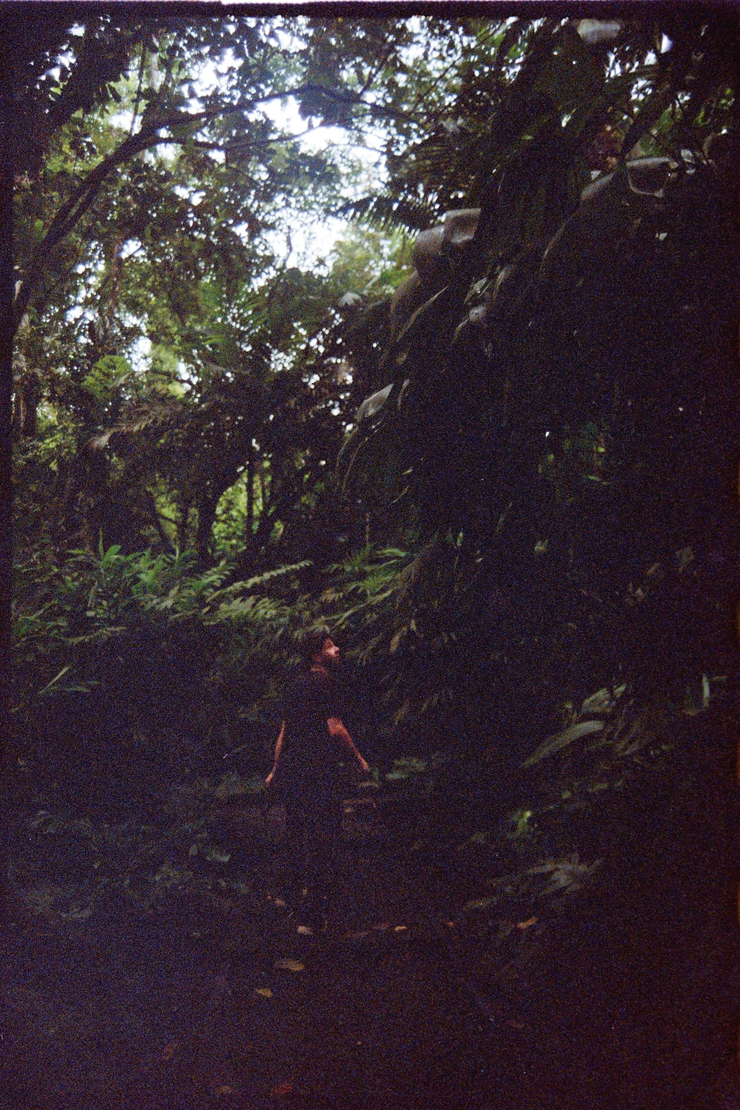 A lush, dense forest with tall trees and thick foliage, creating a shaded and mysterious atmosphere.