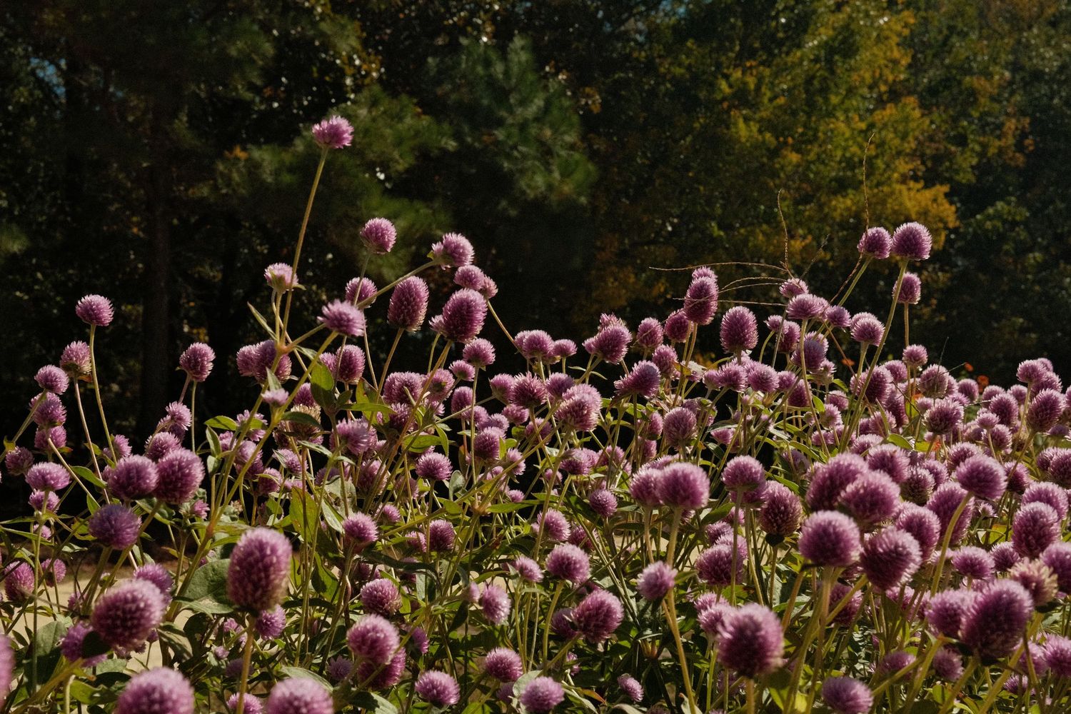 A vibrant field of purple allium flowers in bloom, with their spherical flower heads standing tall against a lush green background.