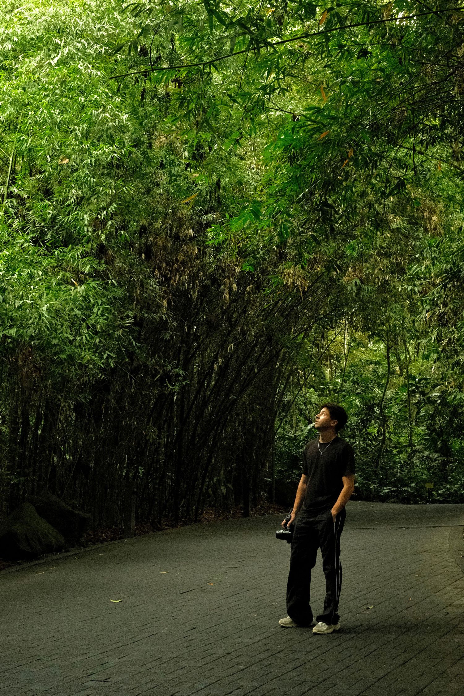 A person walking on a path surrounded by lush, green foliage in a forest.