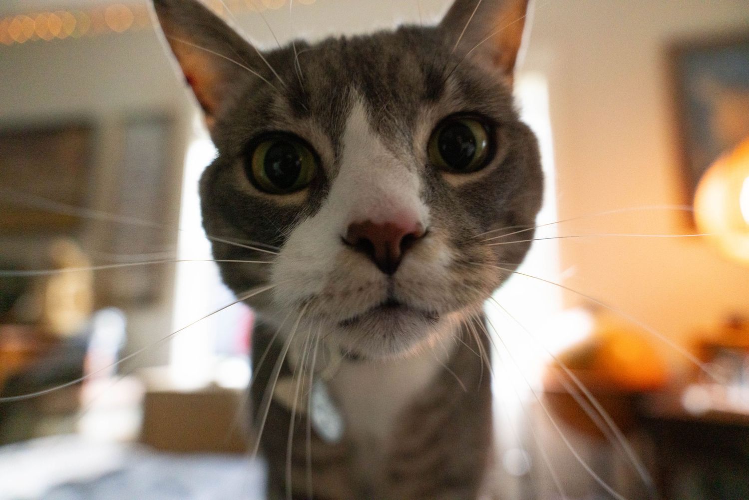 Close-up of a curious gray and white tabby cat with wide green eyes looking directly into the camera indoors.