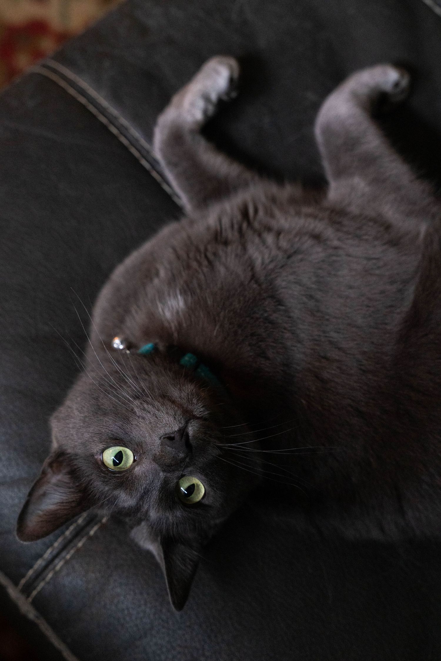 A gray cat with green eyes lying on its back on a dark leather surface, looking up at the camera.