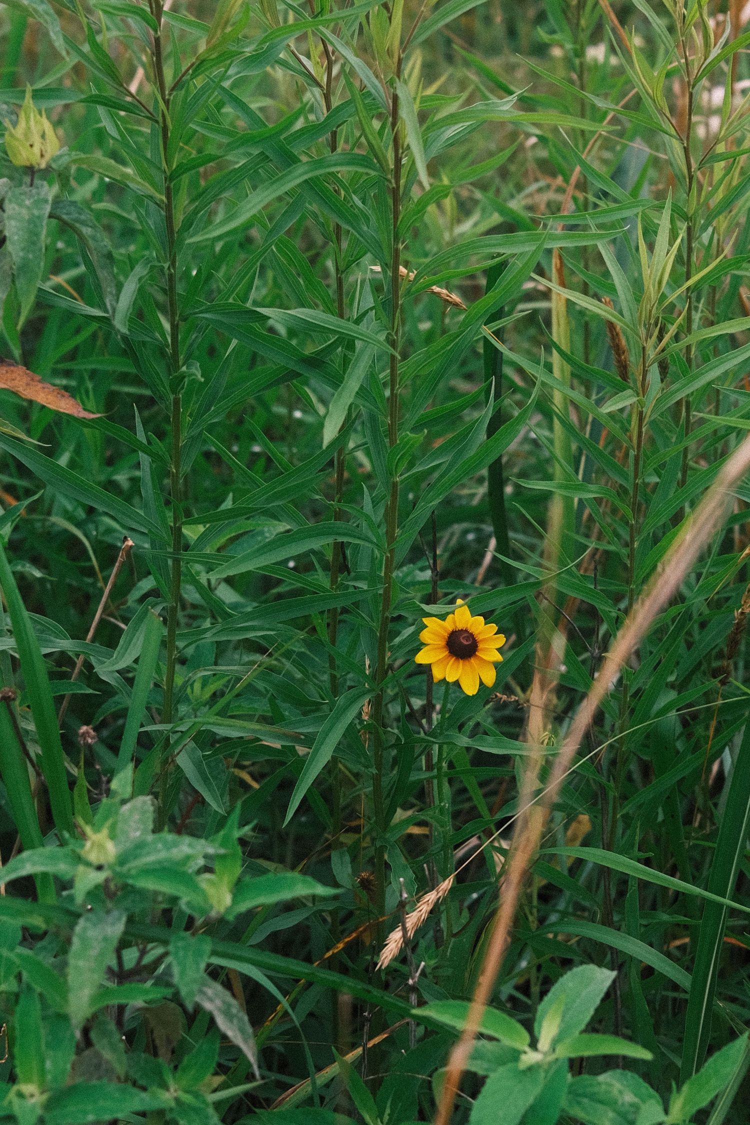 A vibrant yellow sunflower blooms amidst a lush green field of foliage.
