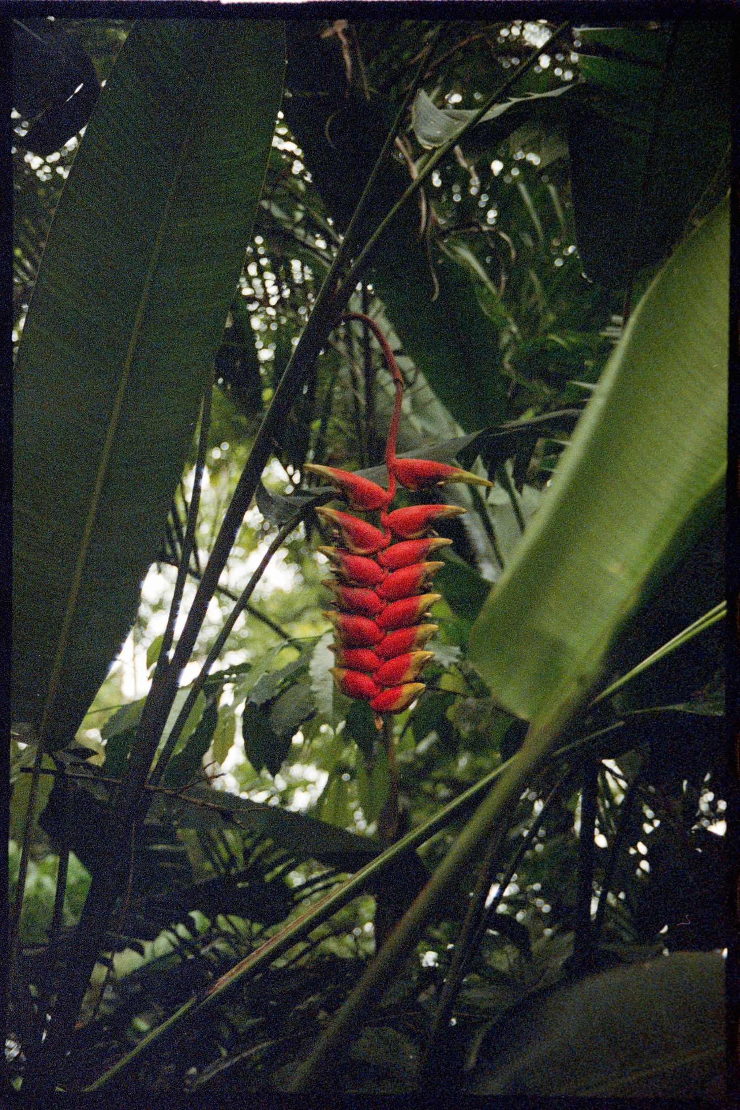 A close-up view of a vibrant red heliconia flower surrounded by lush green foliage in a tropical setting.