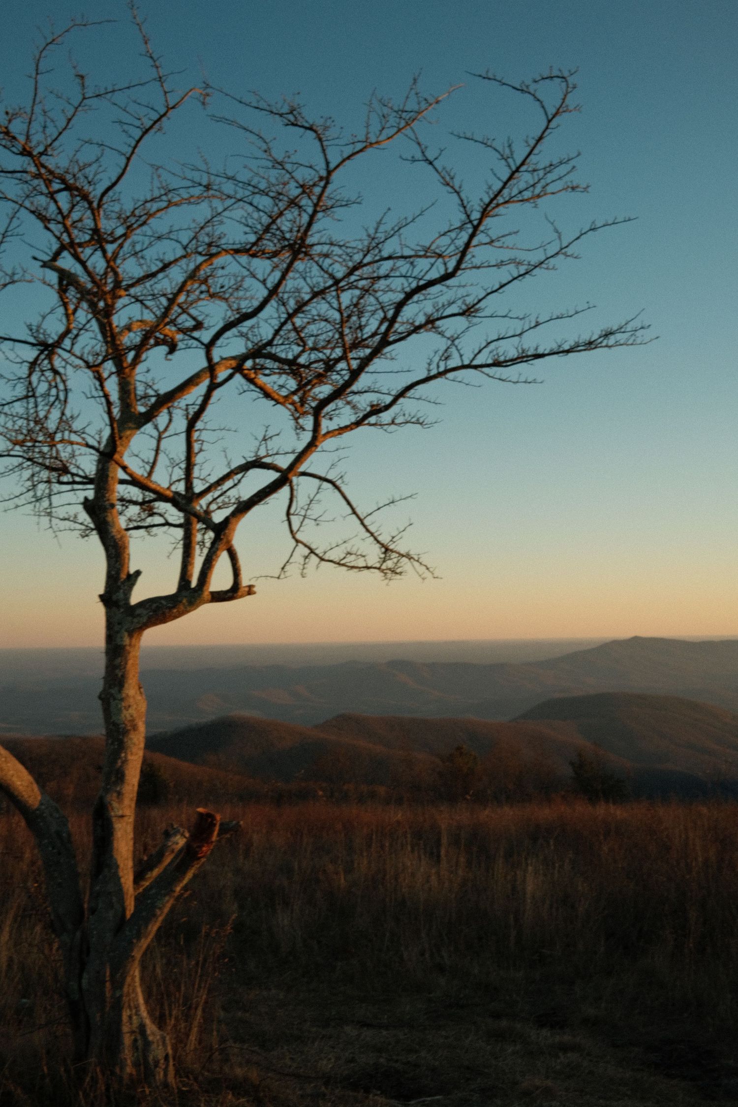 A lone, twisted tree stands against a vibrant blue sky and rolling hills in the distance.
