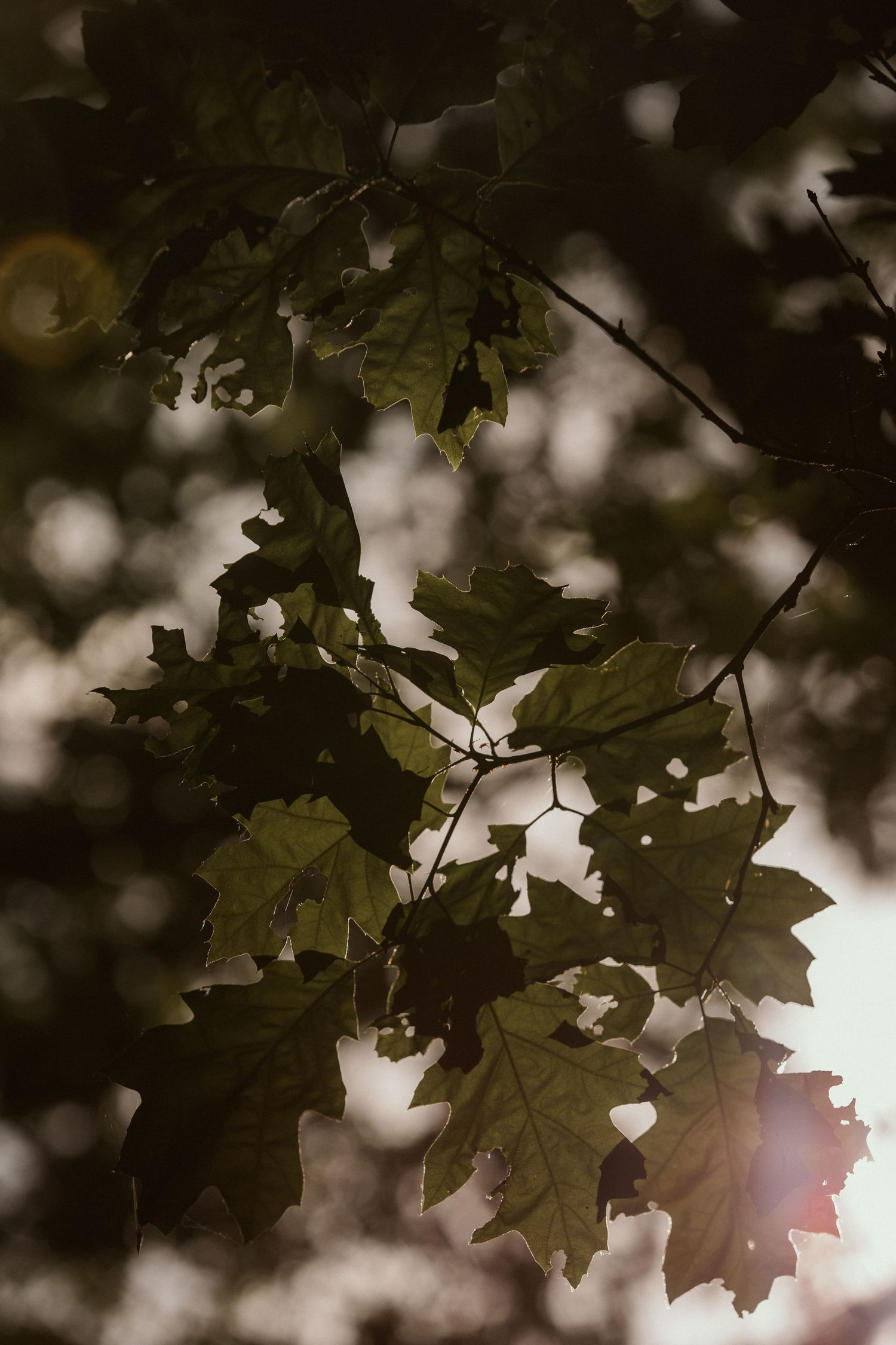 Sunlit oak leaves on dark branches with bokeh background in moody forest light.