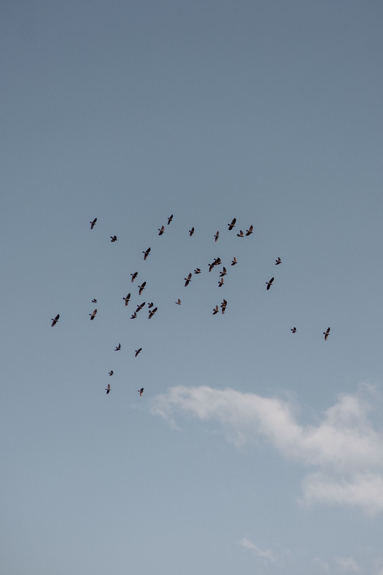 Flock of birds flying in formation against a clear blue sky with soft white clouds.