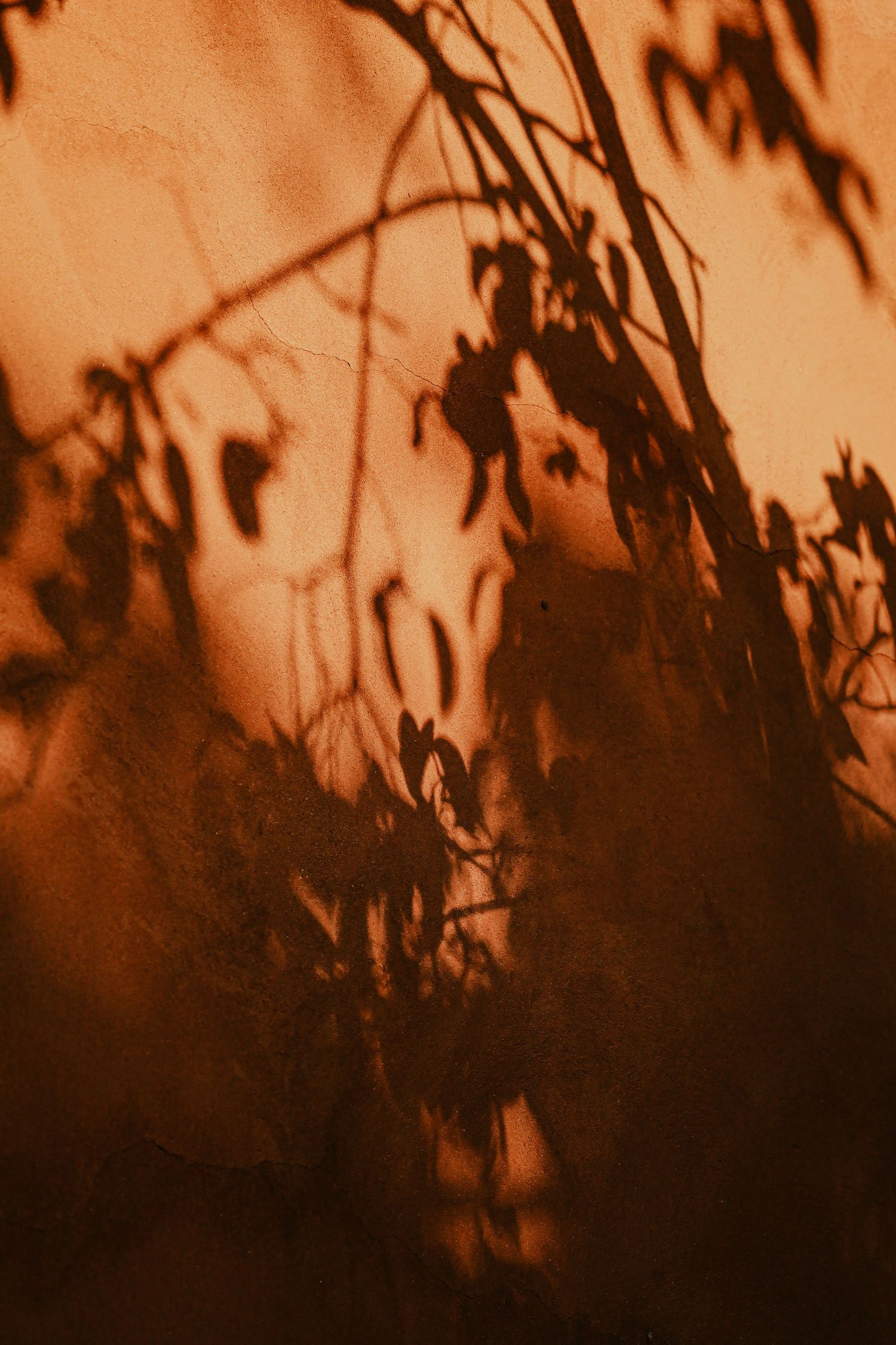 Artistic shadow silhouette of wild grass and branches on warm terracotta orange wall.