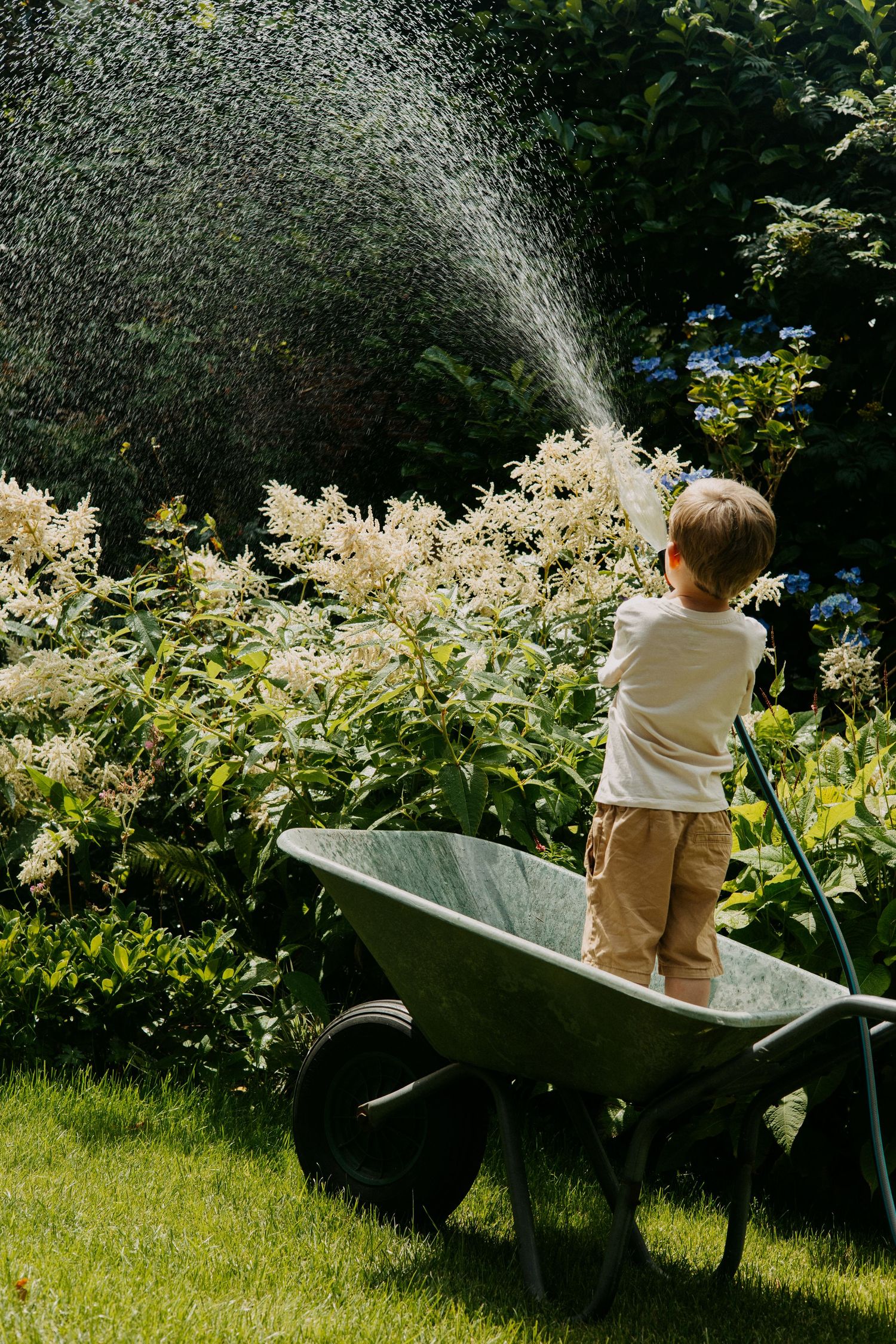 Young toddler standing in a wheelbarrow watering a lush garden with a hose on a sunny day.