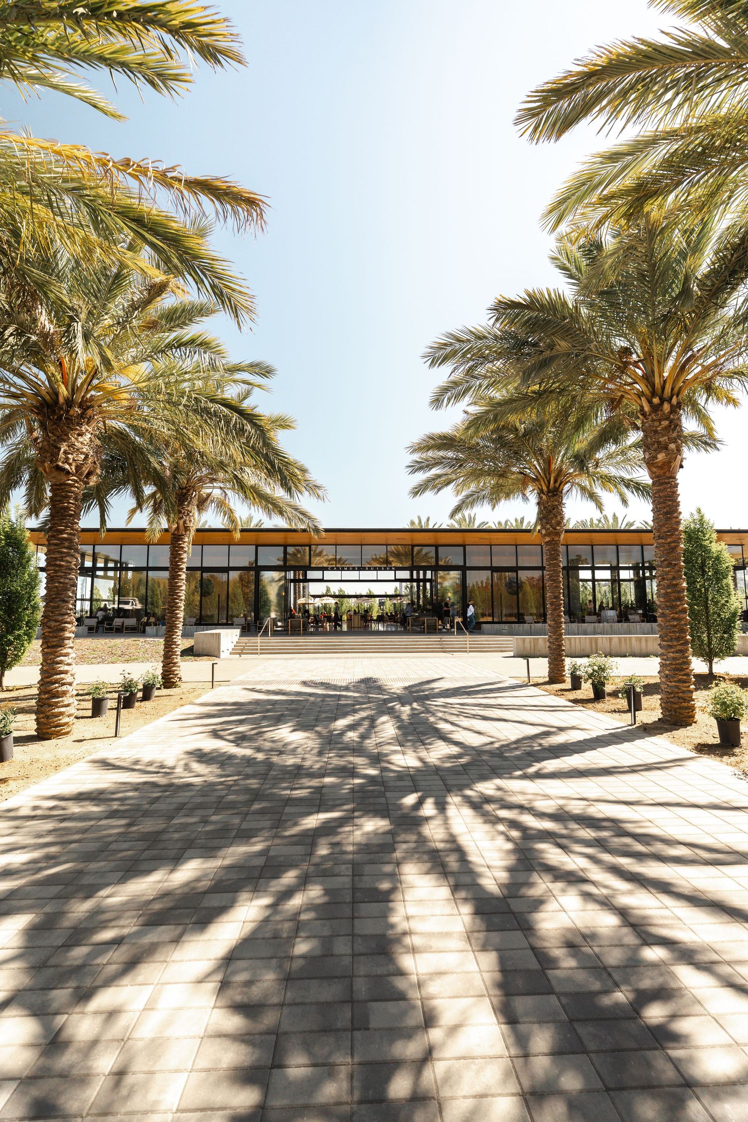Palm tree lined courtyard with modern glass building and stone pavers.