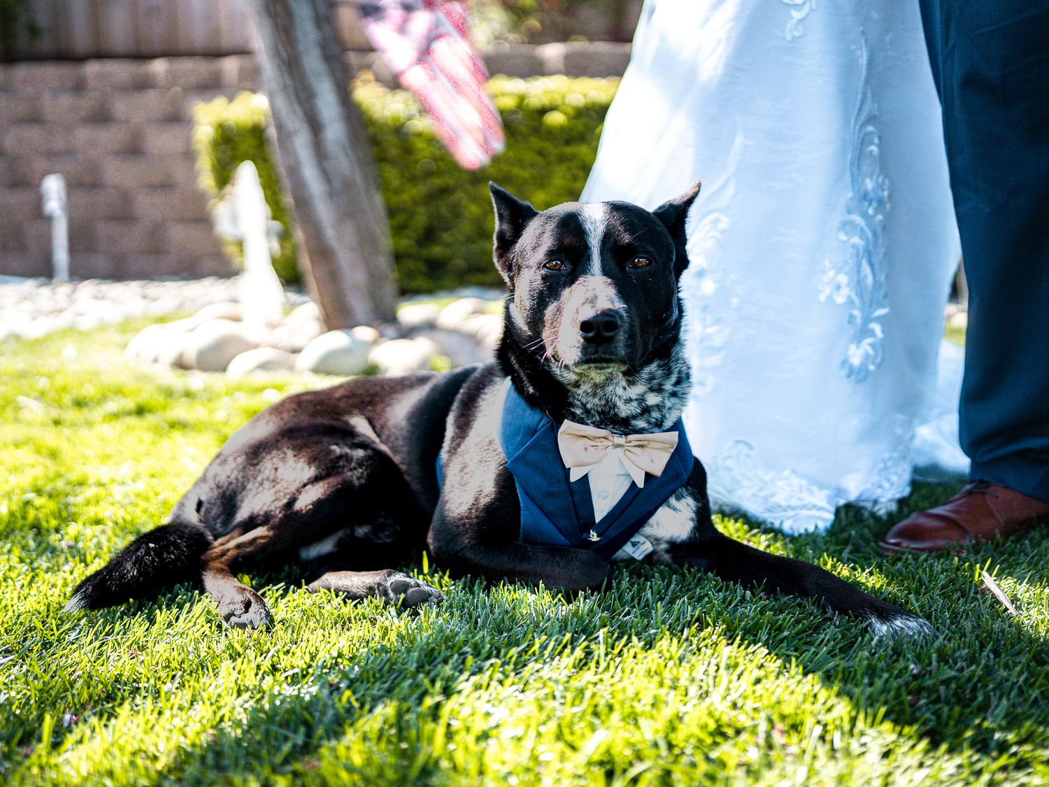 A black dog wearing a blue vest bandana lies on green grass at an outdoor wedding.
