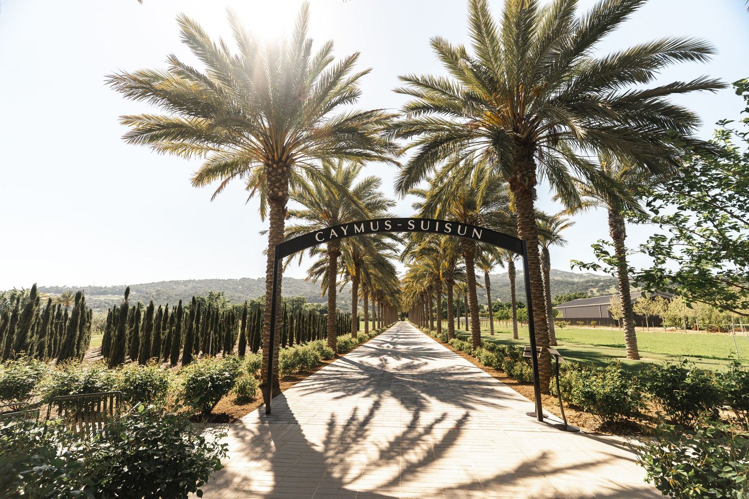 A palm tree-lined pathway with dramatic sunlight creating long shadows.