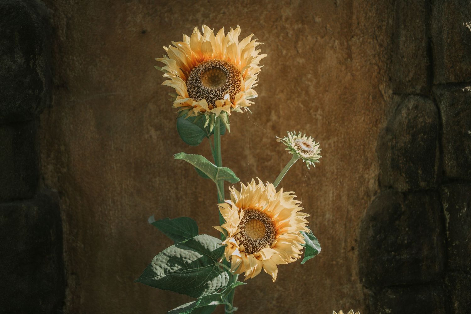 Artistic close-up of sunflowers against dark textured background.
