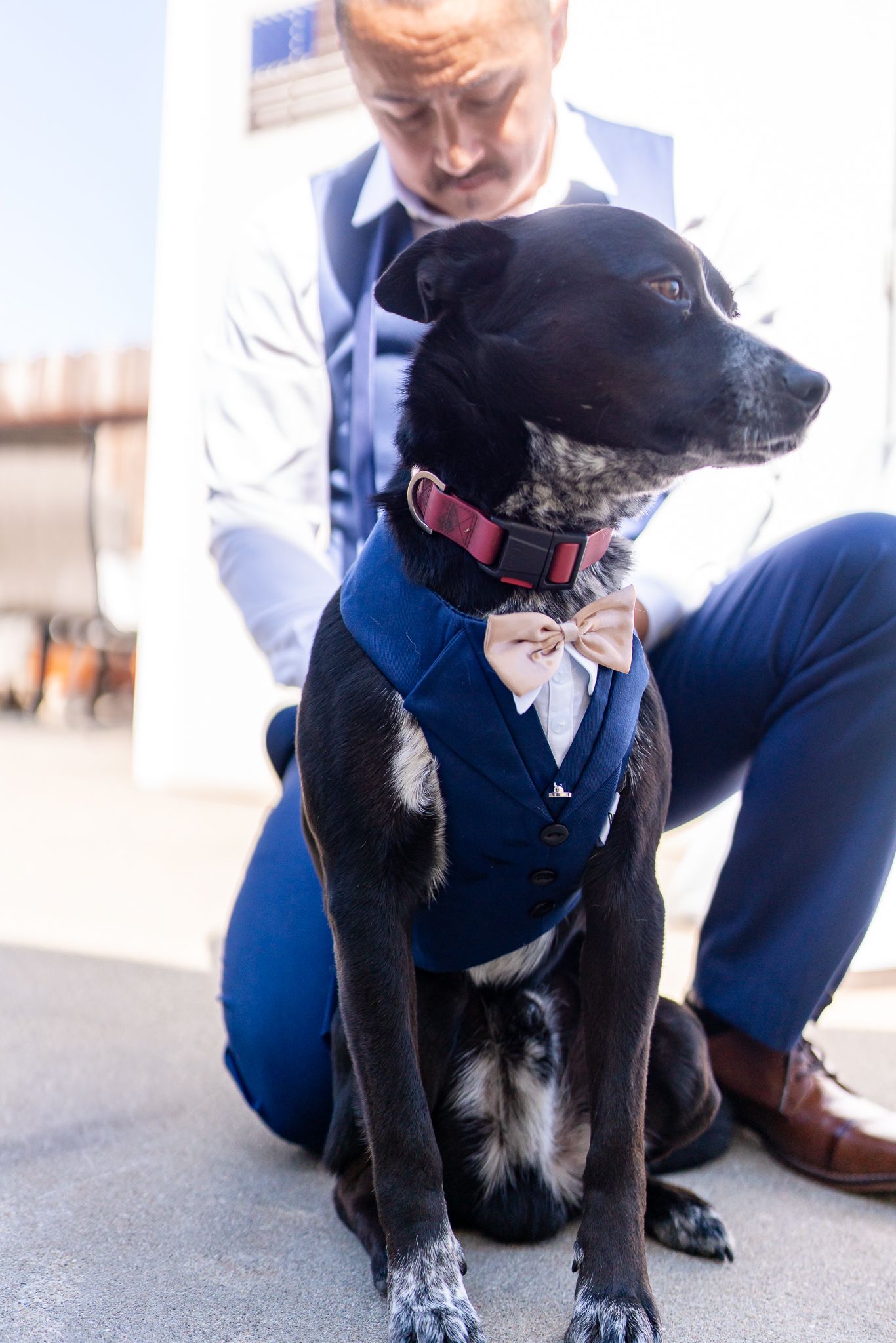 Adorable black dog dressed in a blue vest and bow tie at a wedding ceremony.