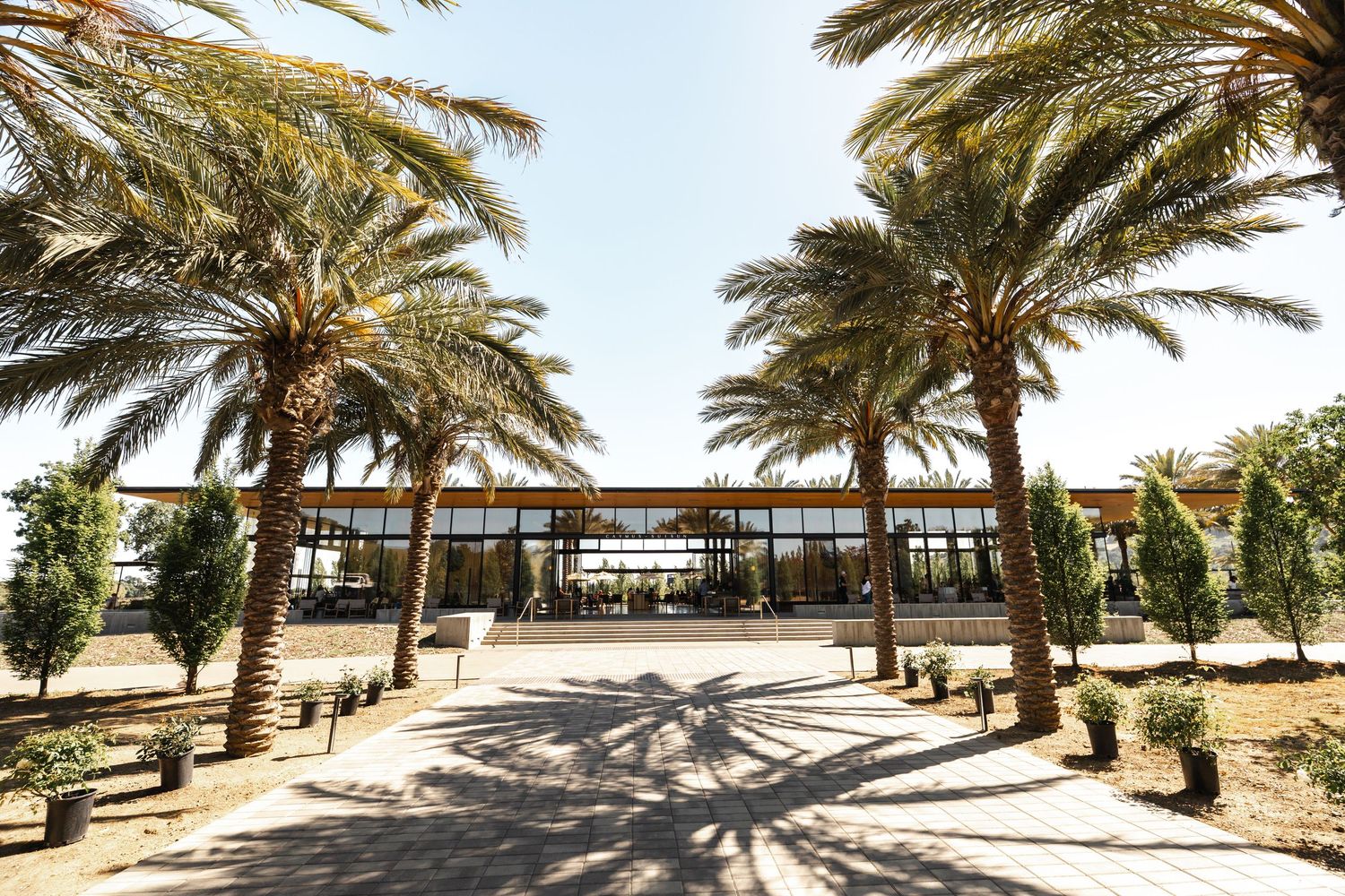 Palm trees frame modern building entrance with glass walls and concrete walkway.