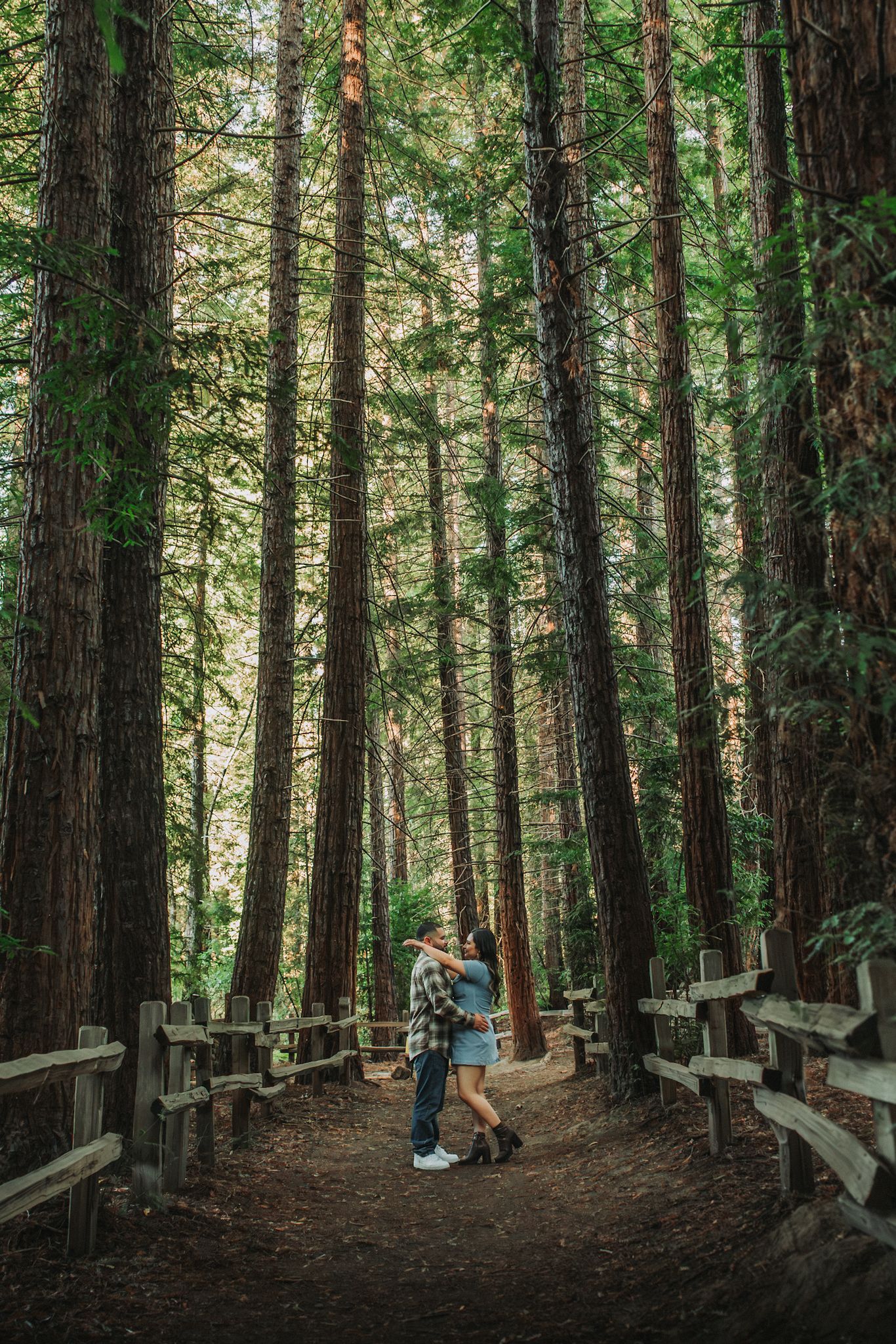 Couple embracing on a dirt path among towering redwood trees beside a rustic wooden fence in a lush, sunlit forest.