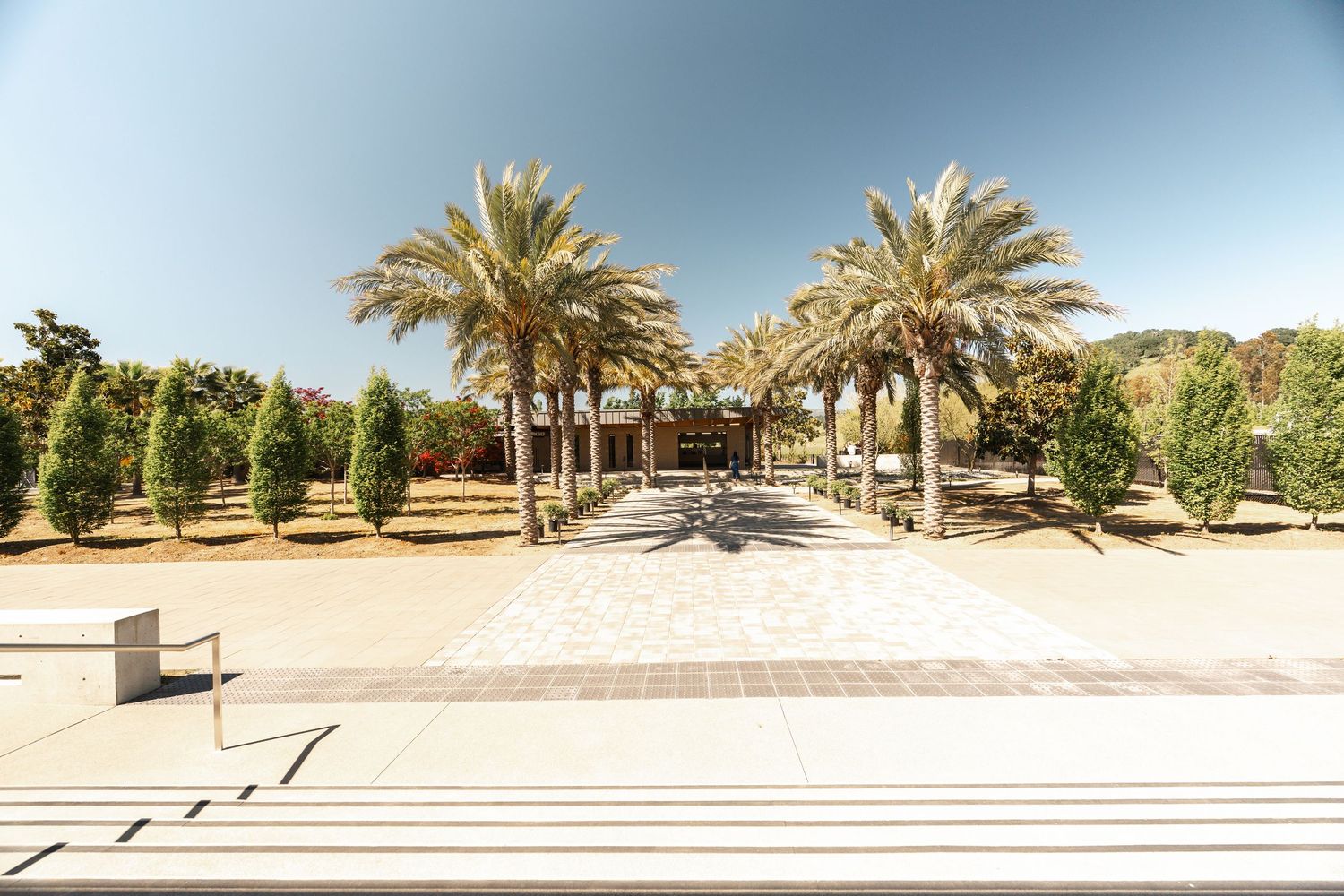 Palm tree lined pathway leading to modern building entrance with landscaped gardens.