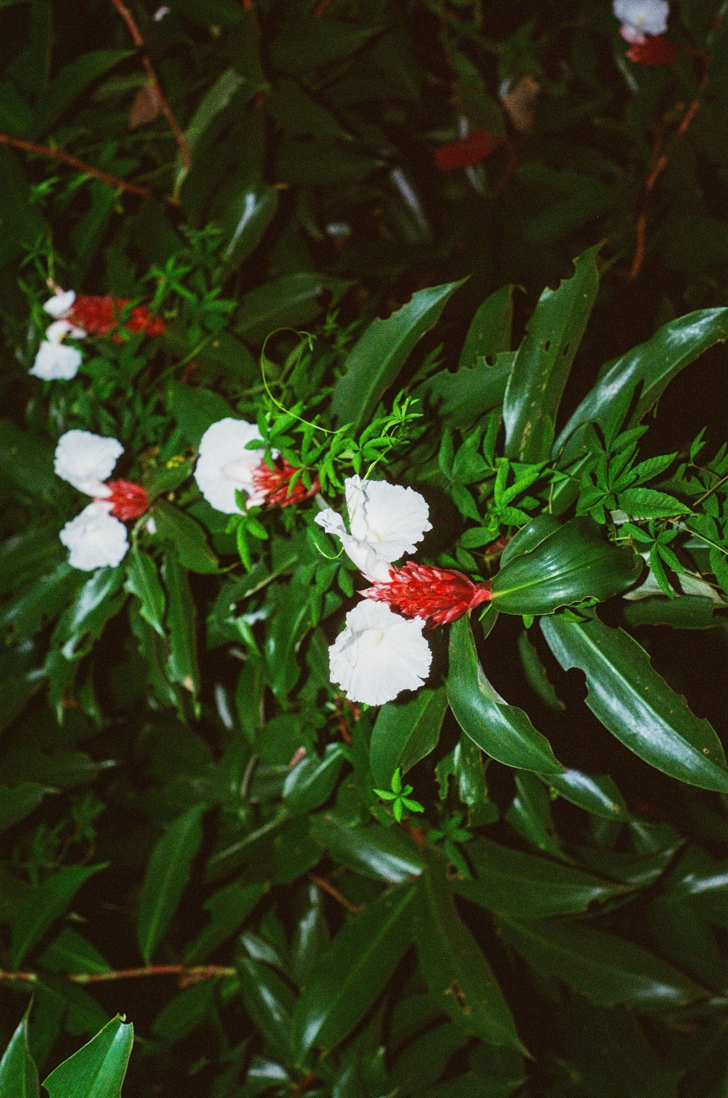 Lush green tropical plant with delicate white and red flowers captured on film photography.
