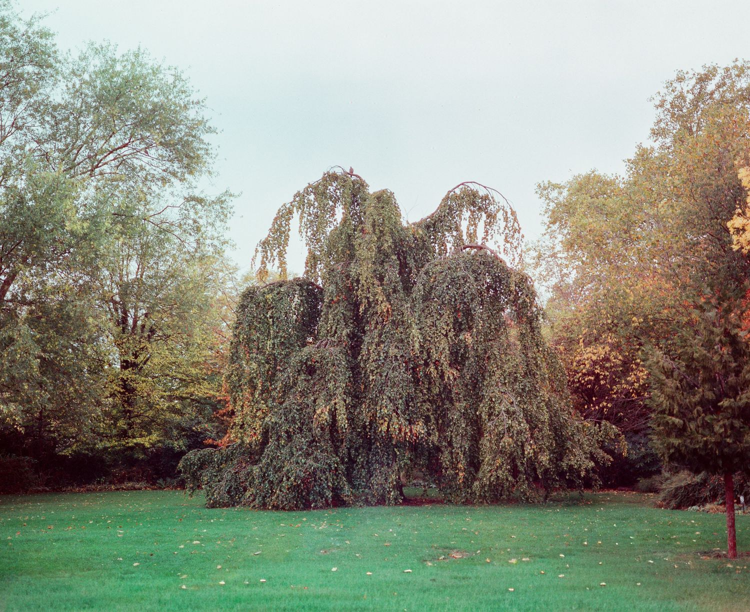 A majestic weeping beech tree with cascading branches stands on a lush green lawn surrounded by autumn trees.