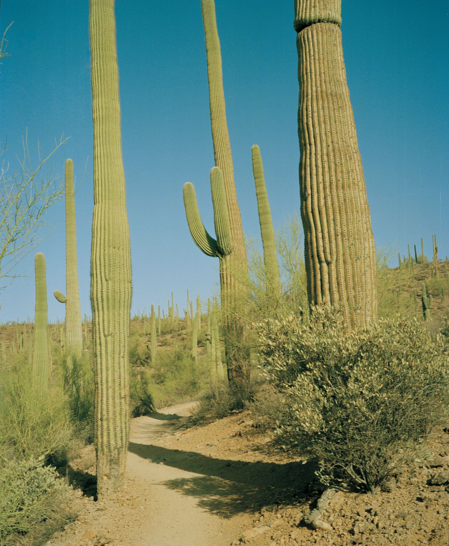 A winding desert trail surrounded by tall saguaro cacti under a clear blue sky in the Sonoran Desert.