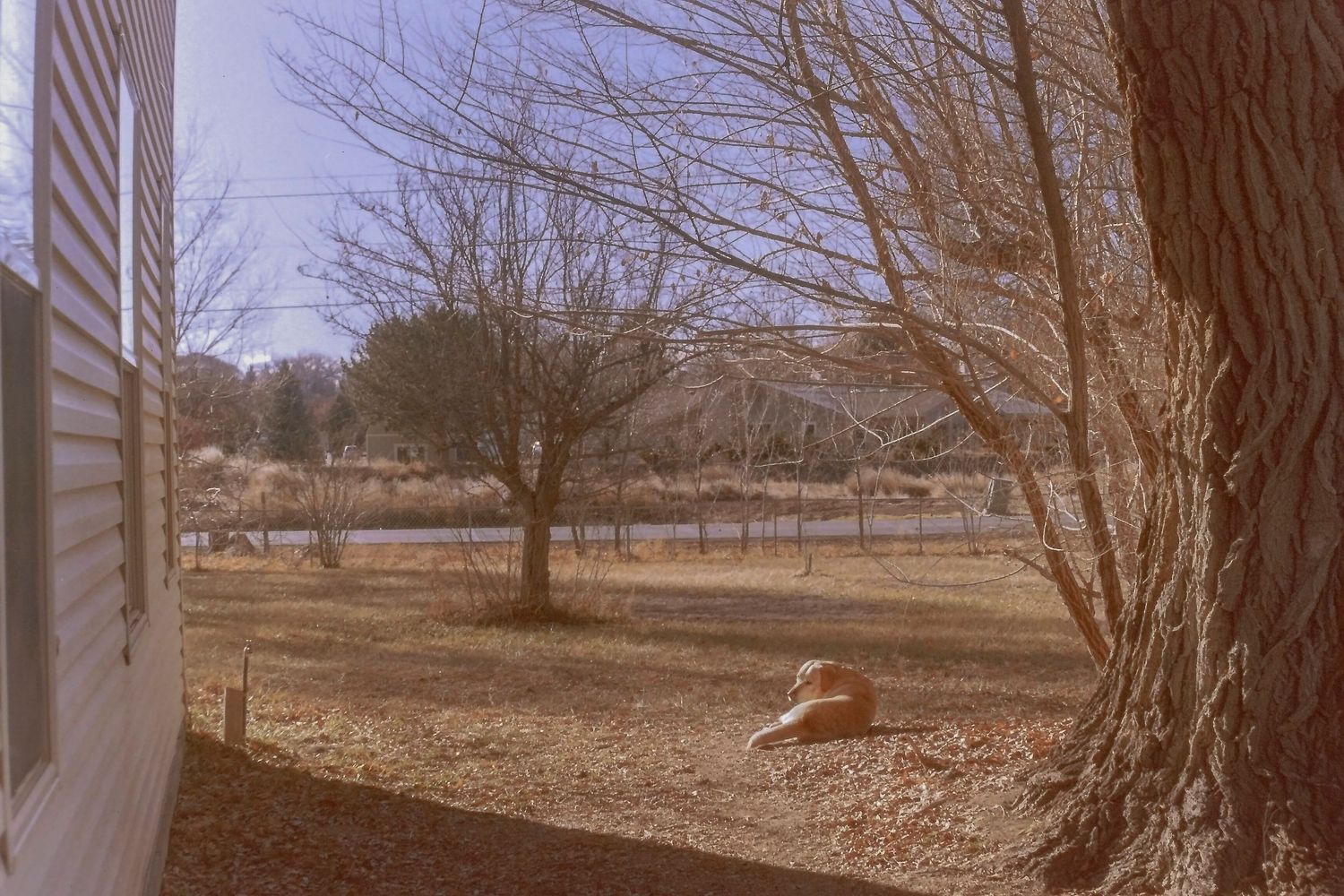 Bare winter trees frame a rural backyard with dry grass, a large rock, and a scenic mountain view in the background.