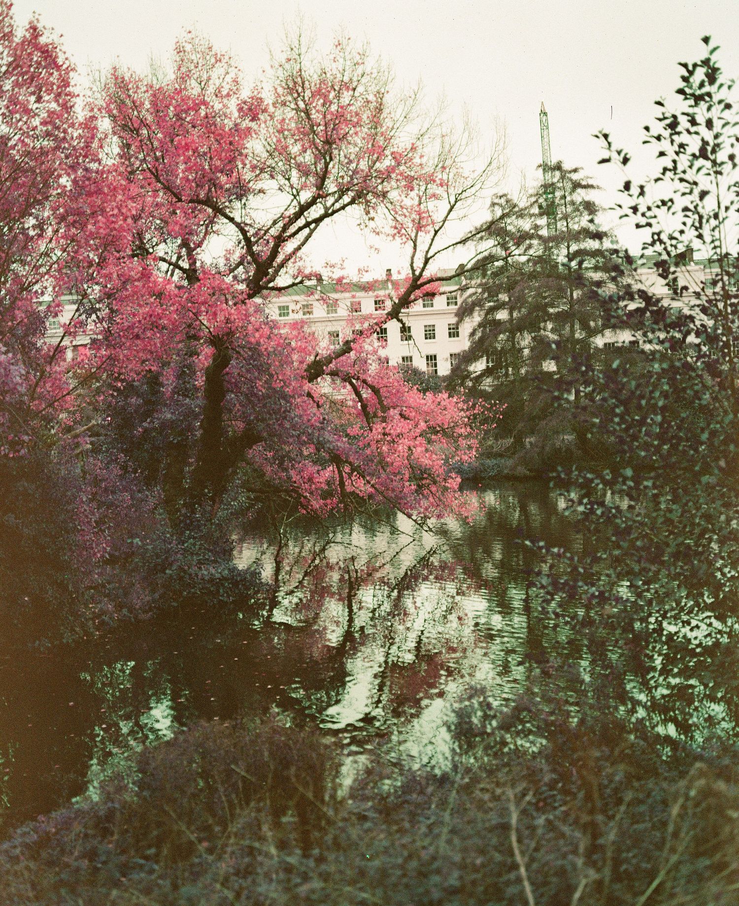 Vibrant pink cherry blossom trees reflected in a tranquil pond in a city park.