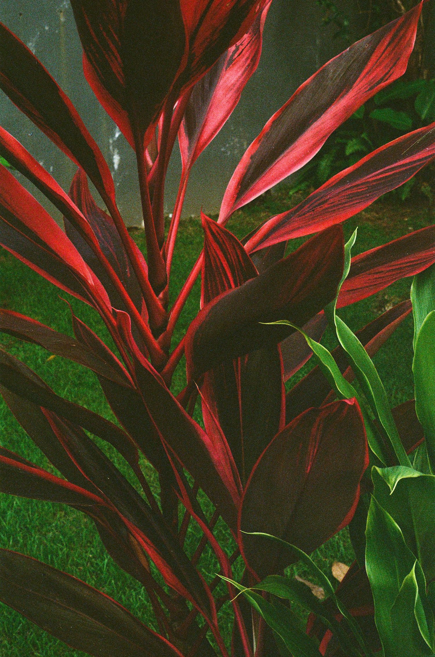 Vibrant red and green tropical cordyline plant leaves in a garden.