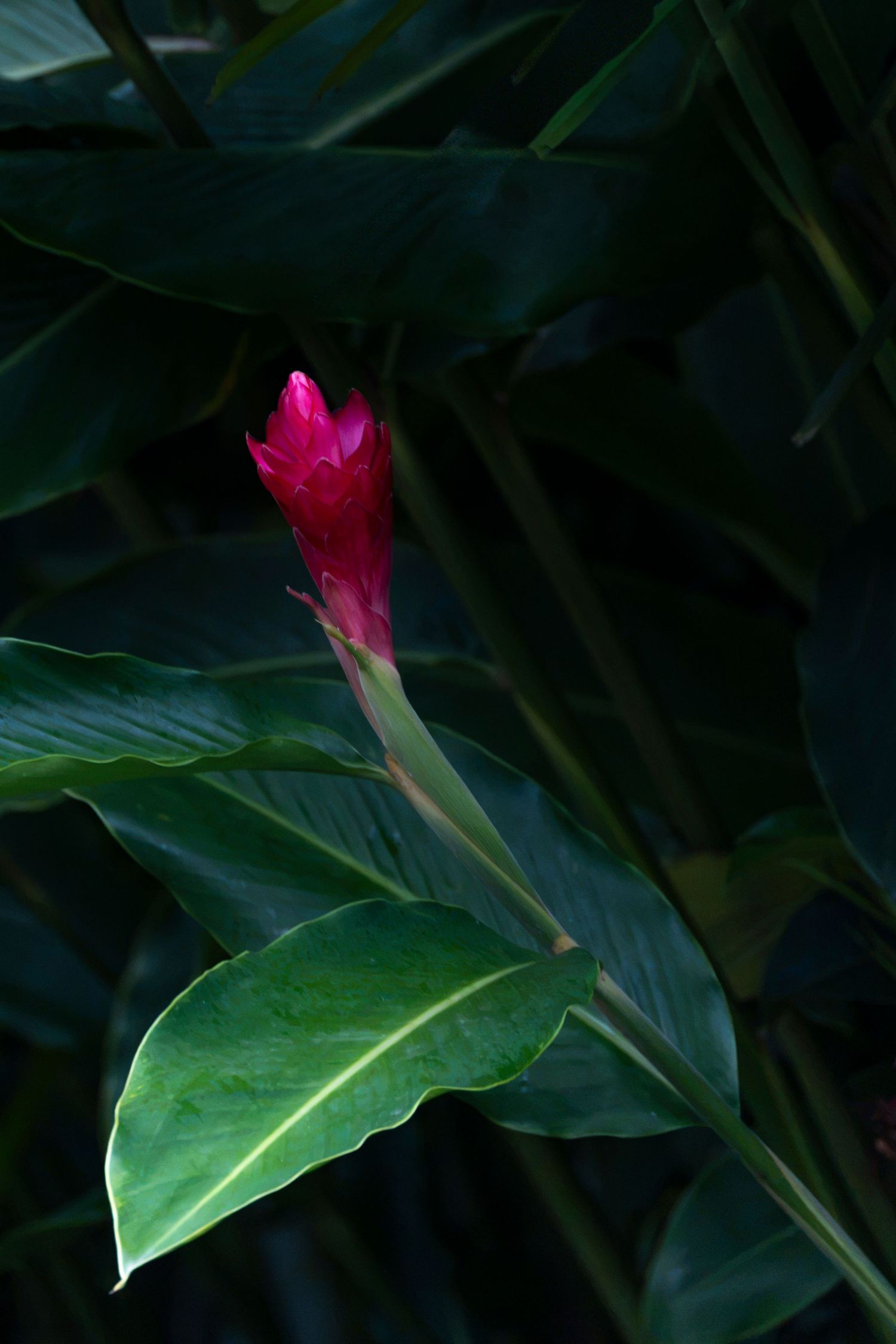 Vibrant pink ginger flower bud emerging from lush tropical green leaves in dramatic dark background.