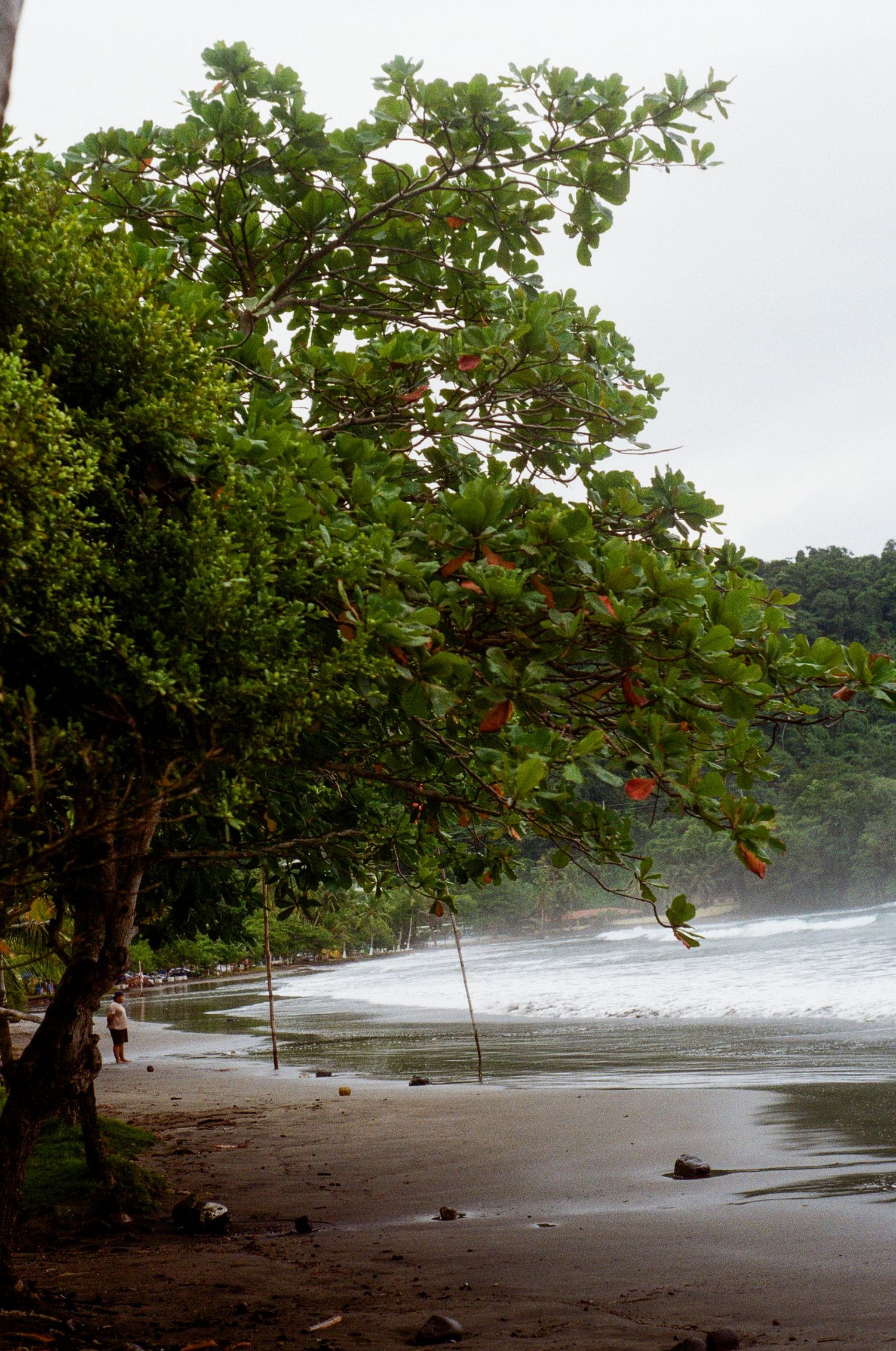 Lush tropical beach with dark sand, crashing waves, and a large green tree with red leaves in the foreground.