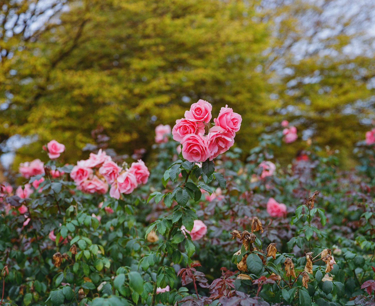 Beautiful pink roses in full bloom with lush green foliage in an autumn garden setting.