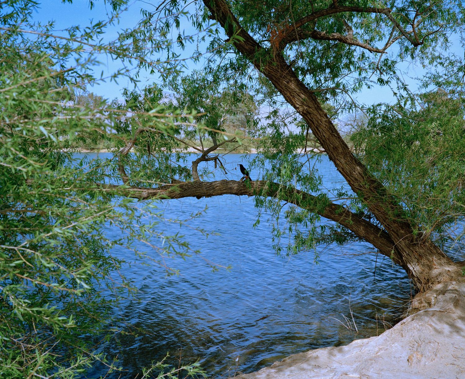 A cormorant perches on a leaning tree branch over calm blue water, framed by lush green willow leaves.