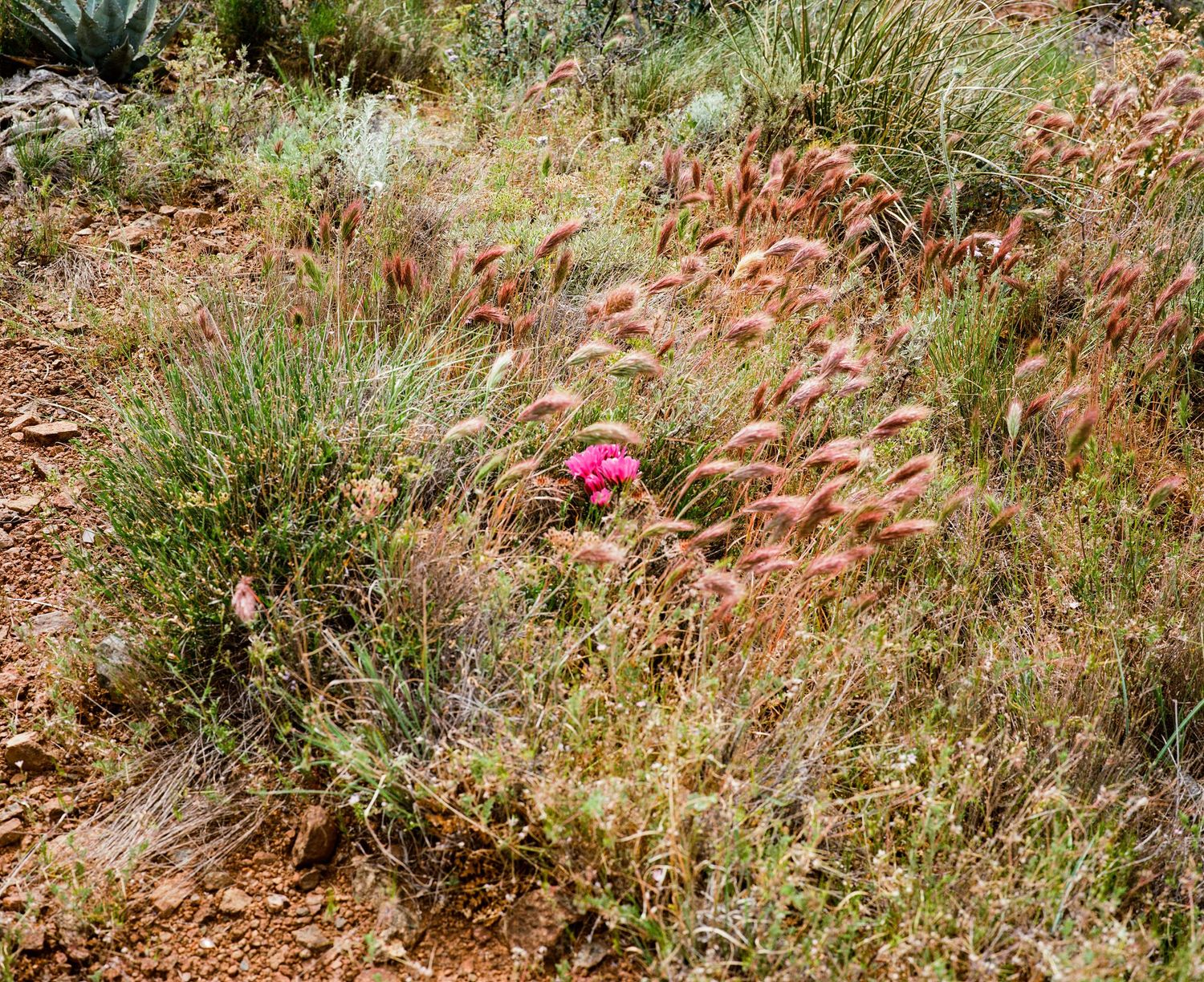 Pink wildflower blooms among dry desert grasses and shrubs on a rocky hillside terrain.