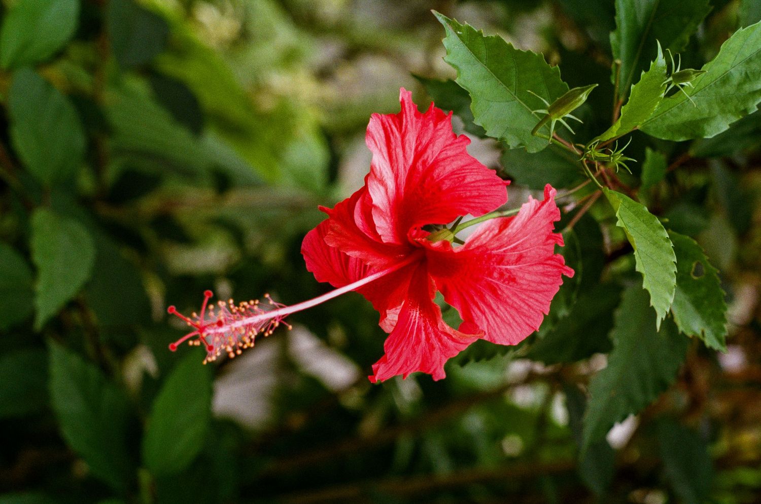 Vibrant red hibiscus flower in full bloom with prominent stamen against green leafy background.