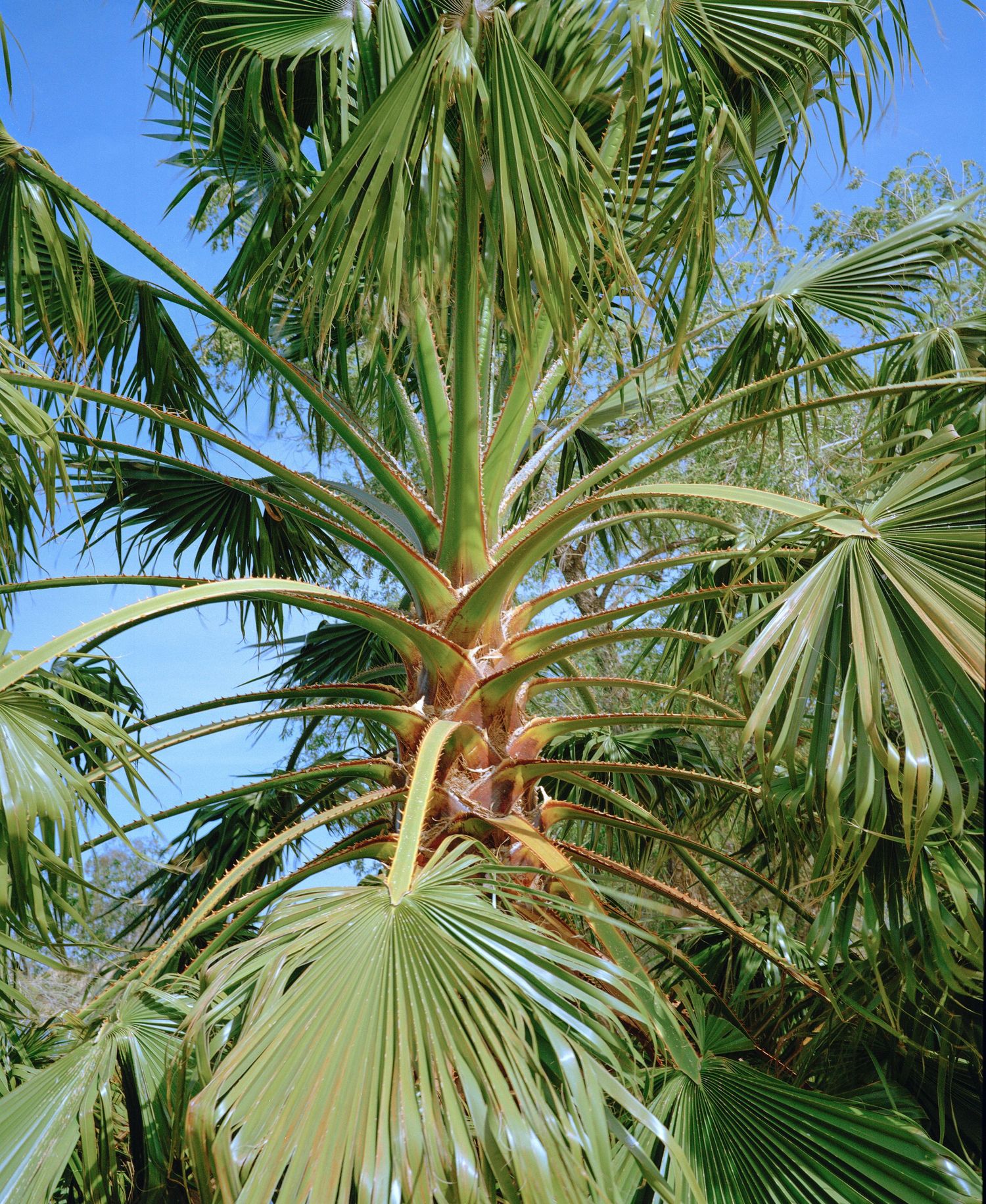 Looking up at a tall fan palm tree with green fronds against a blue sky.