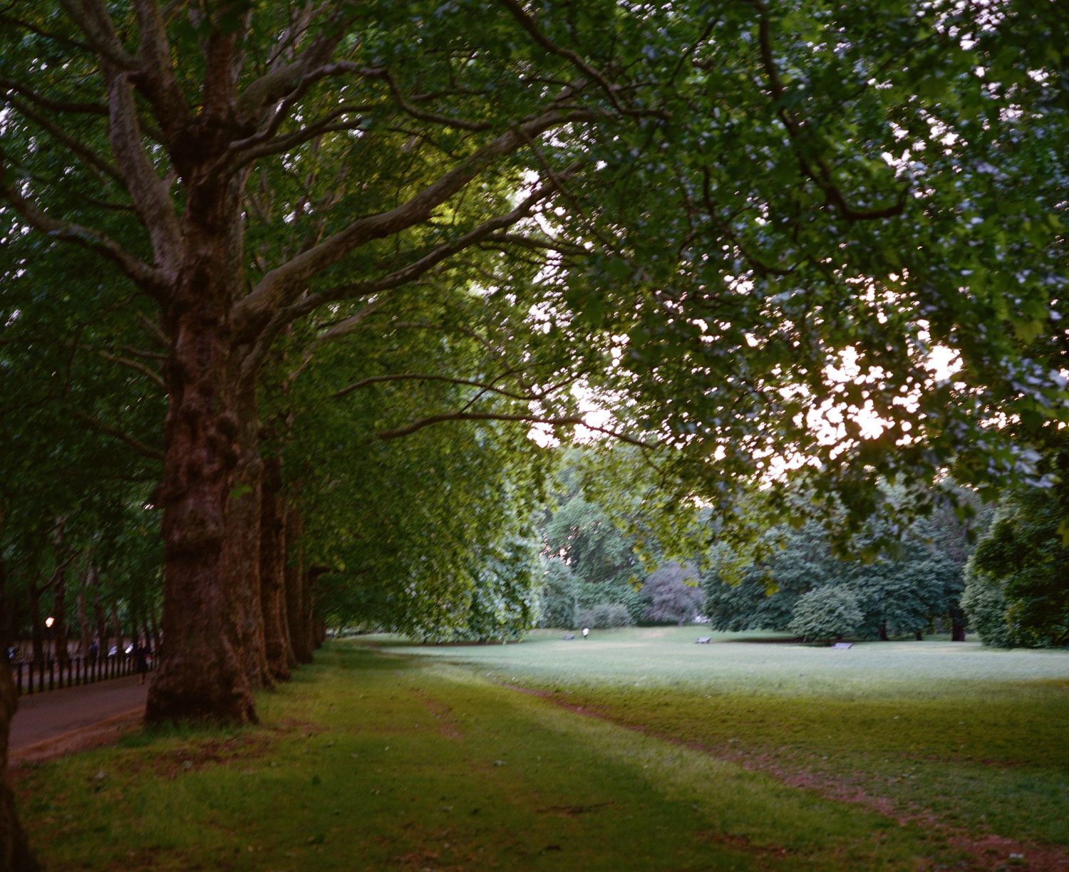 A serene tree-lined park path with lush green grass and tall trees creating a natural canopy in soft evening light.