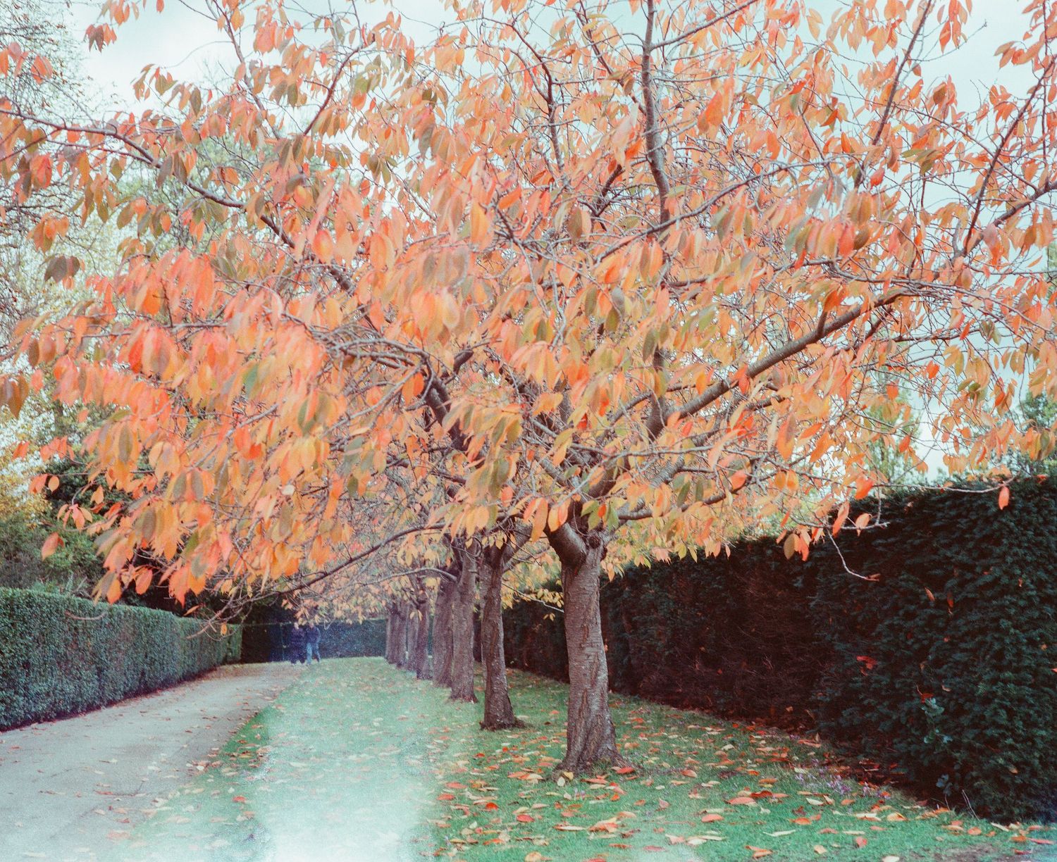 Autumn trees with vibrant orange and red leaves lining a garden path beside a tall green hedge.