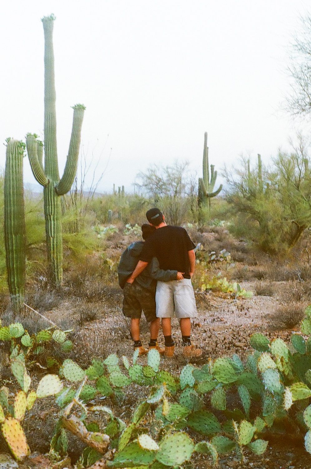 Couple embracing among tall saguaro cacti in Arizona desert landscape.