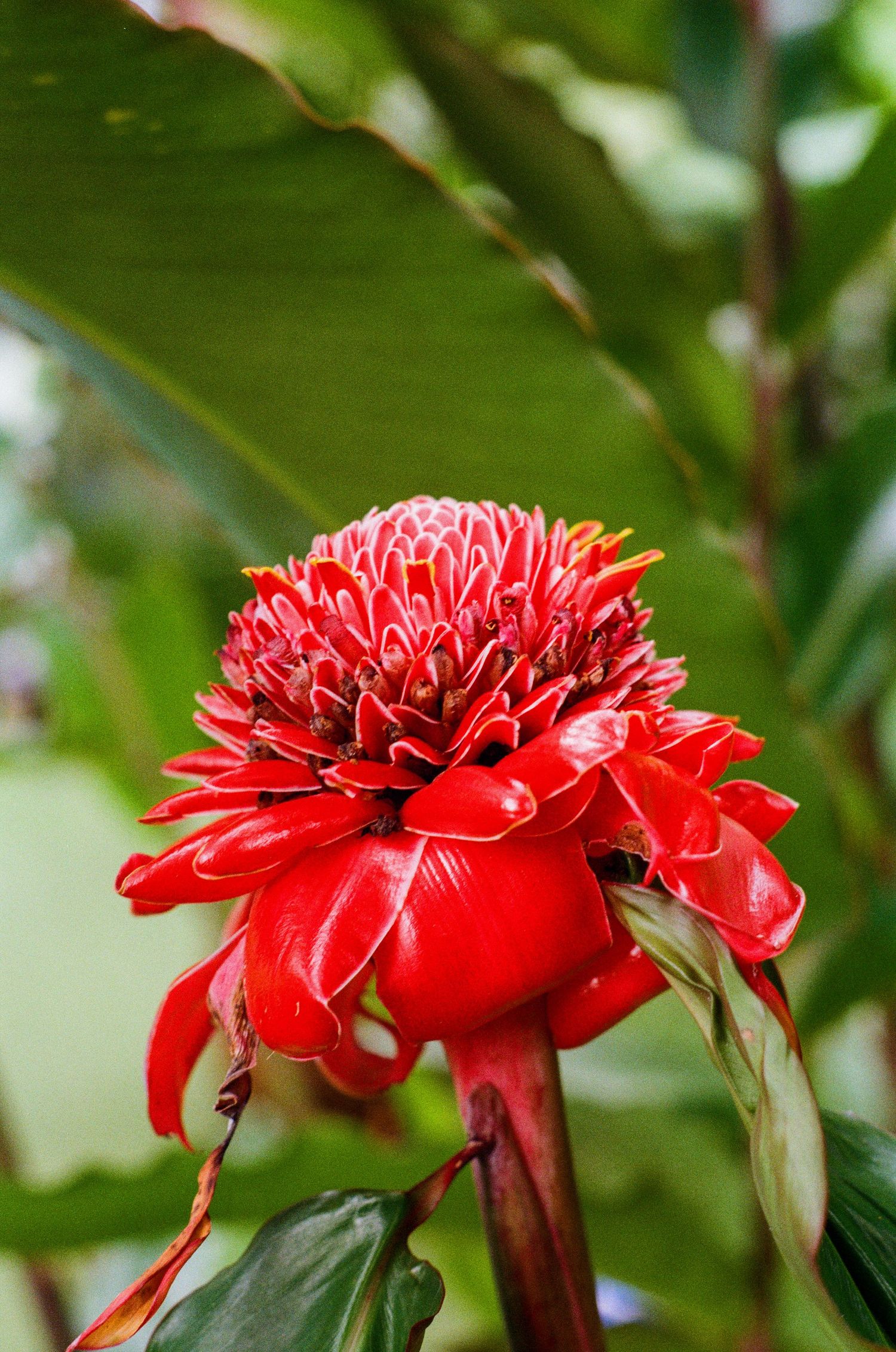 Vibrant red torch ginger tropical flower in full bloom against lush green foliage background.