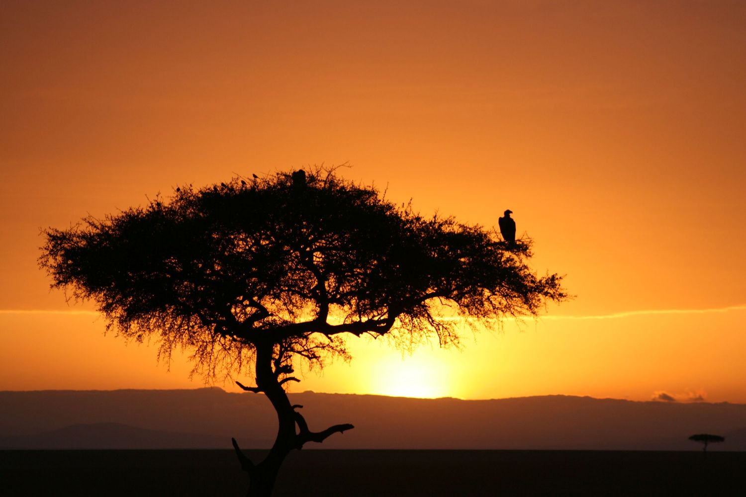 African Sunrise