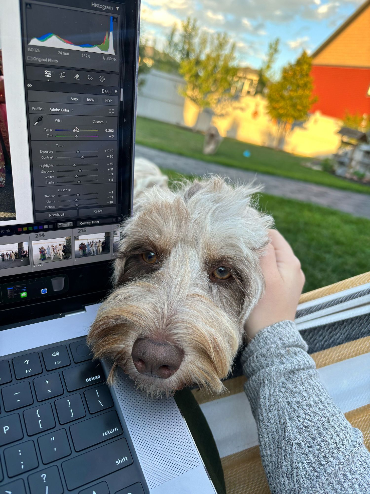 editing and doggie pets