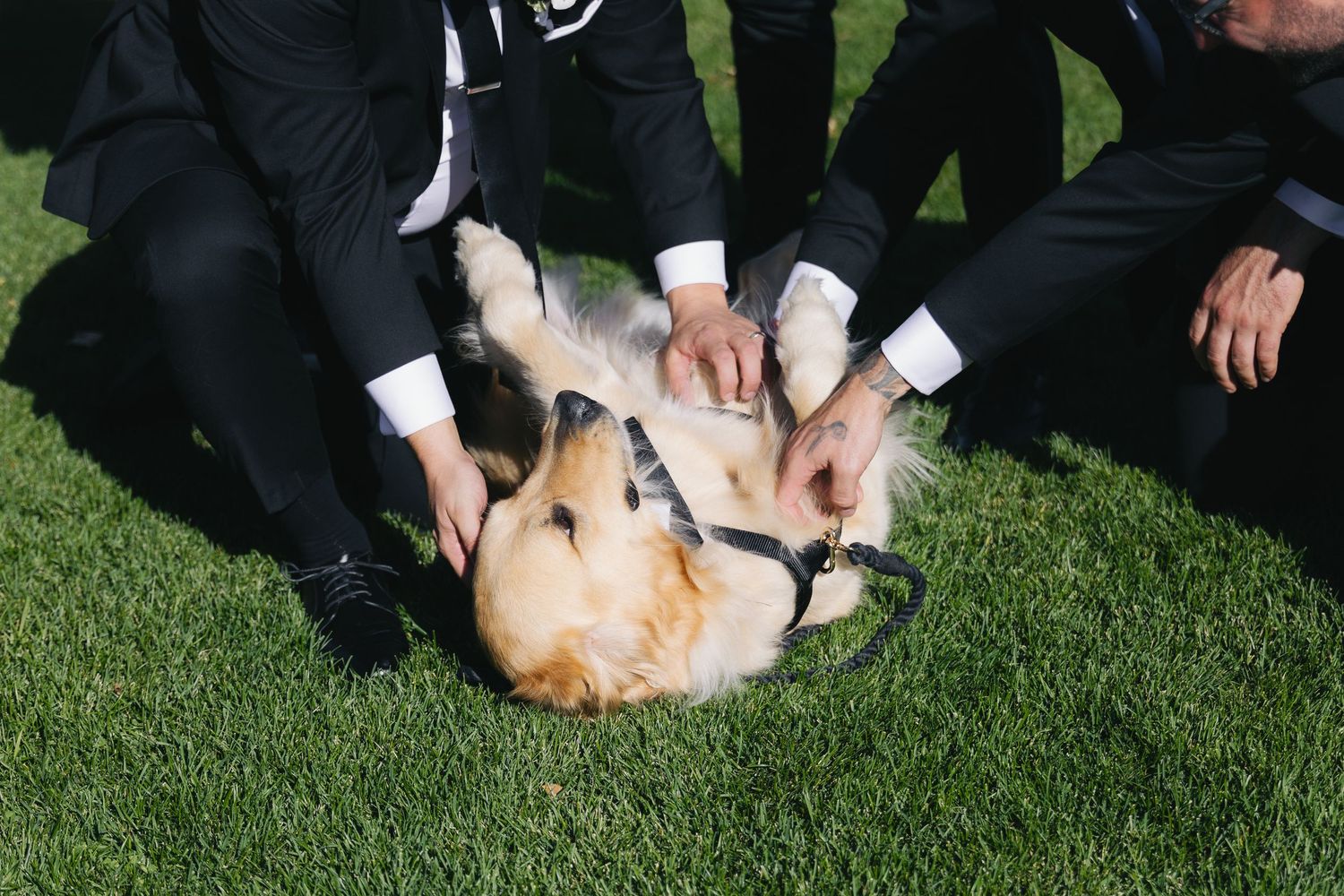 dog getting petted at a luxury wedding at Black Barn Alberta captured by Marcu fotography