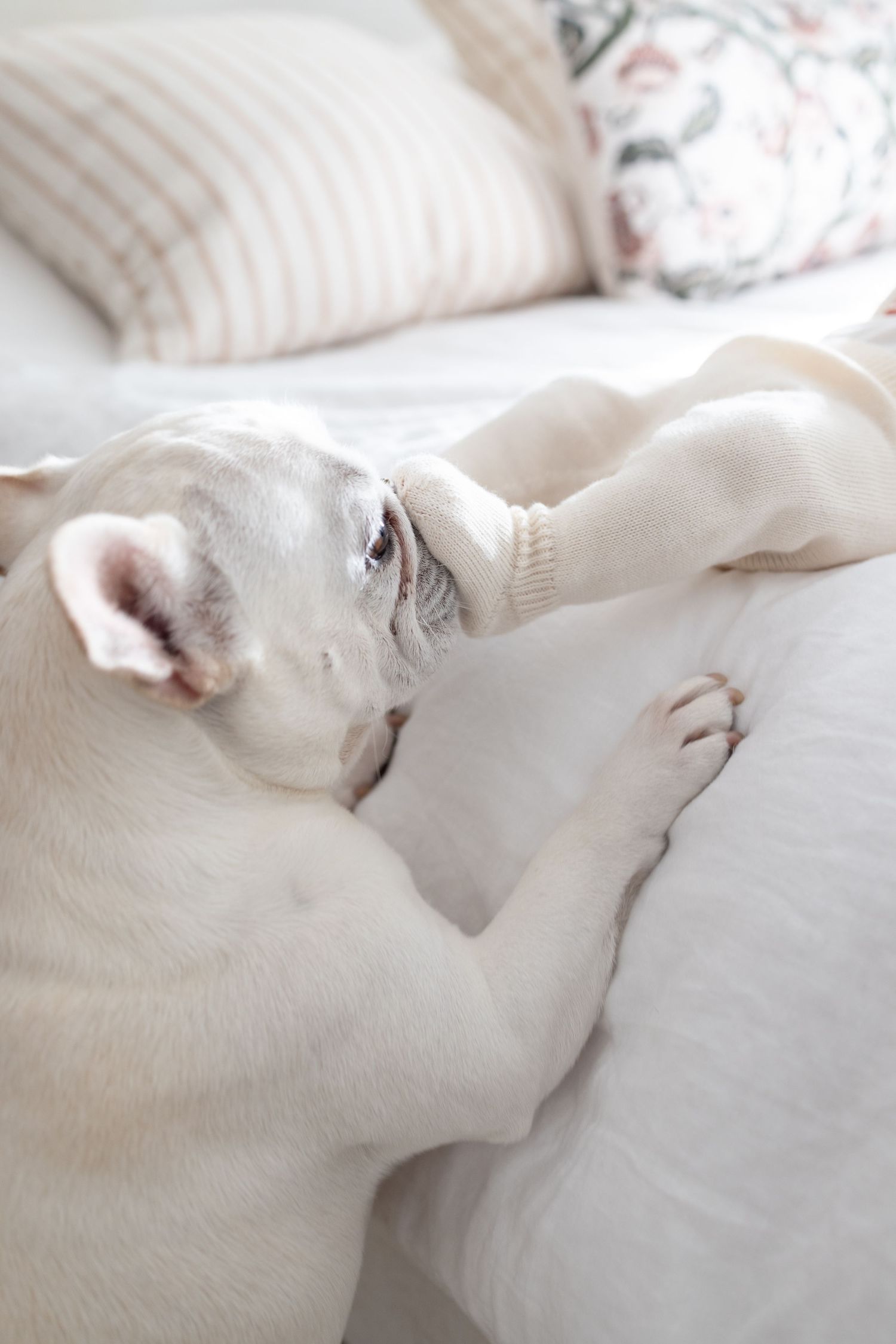 A white French Bulldog sleeping peacefully on cozy bedding with pillows in soft, natural lighting.